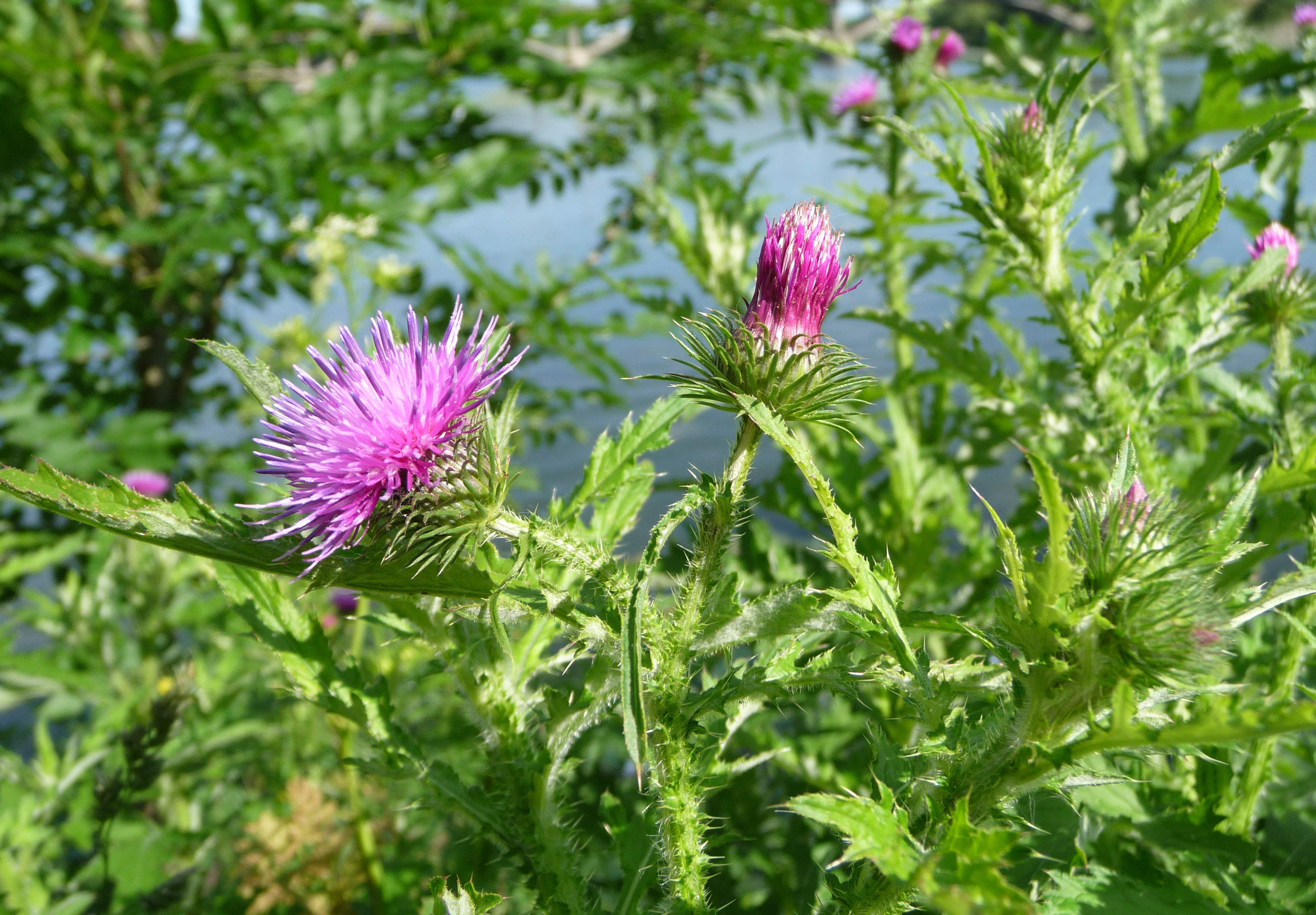 Carduus crispus 2009 G2