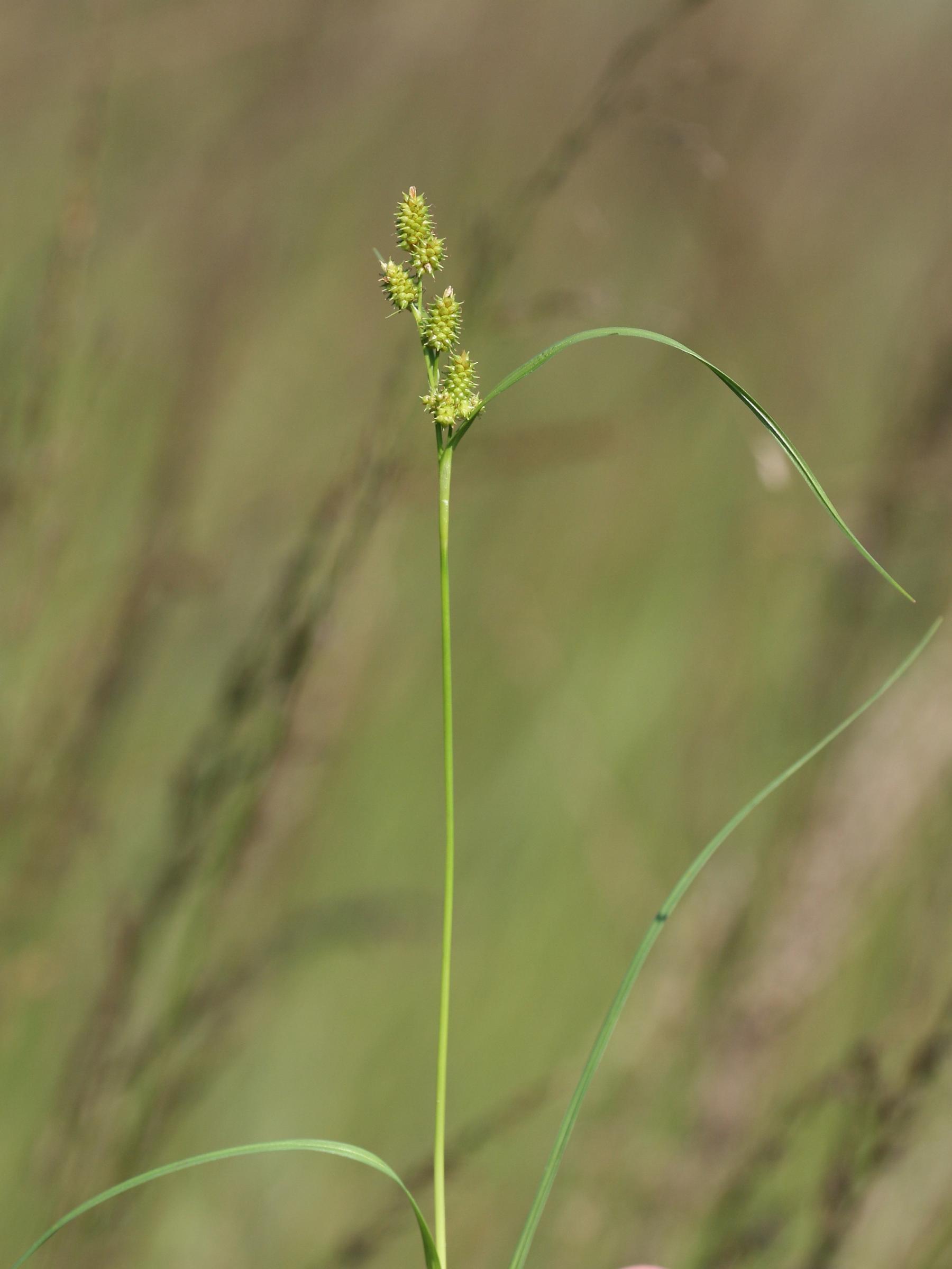 Carex demissa