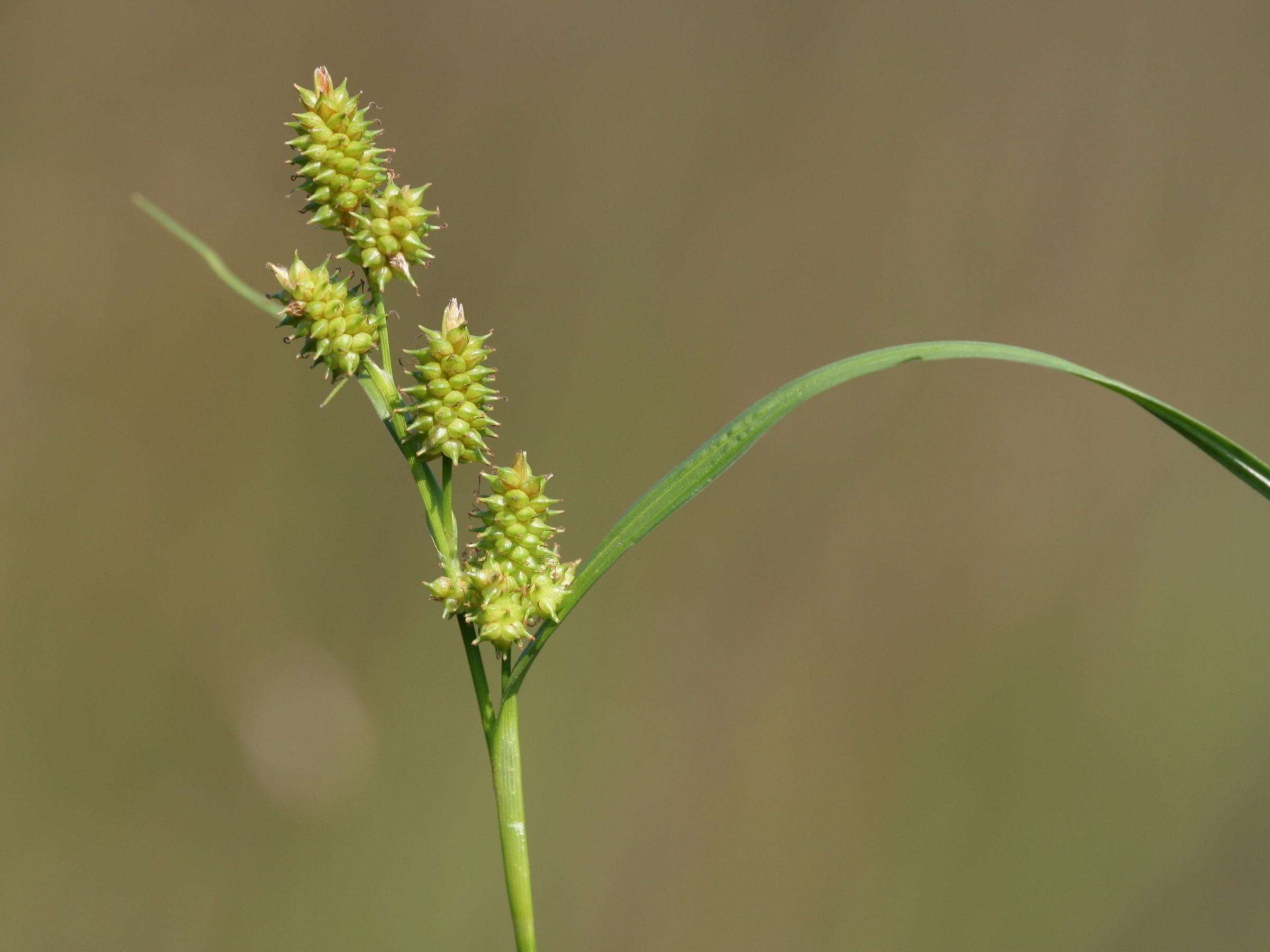Carex demissa detail