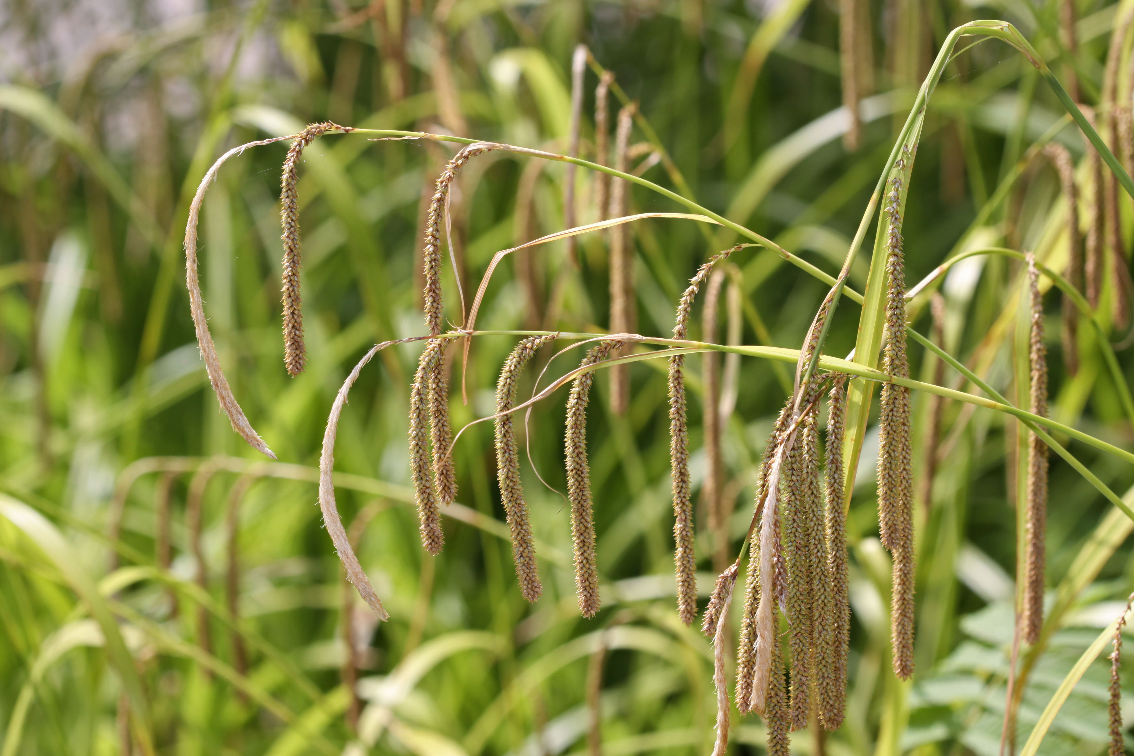 Carex pendula inflorescens (72)
