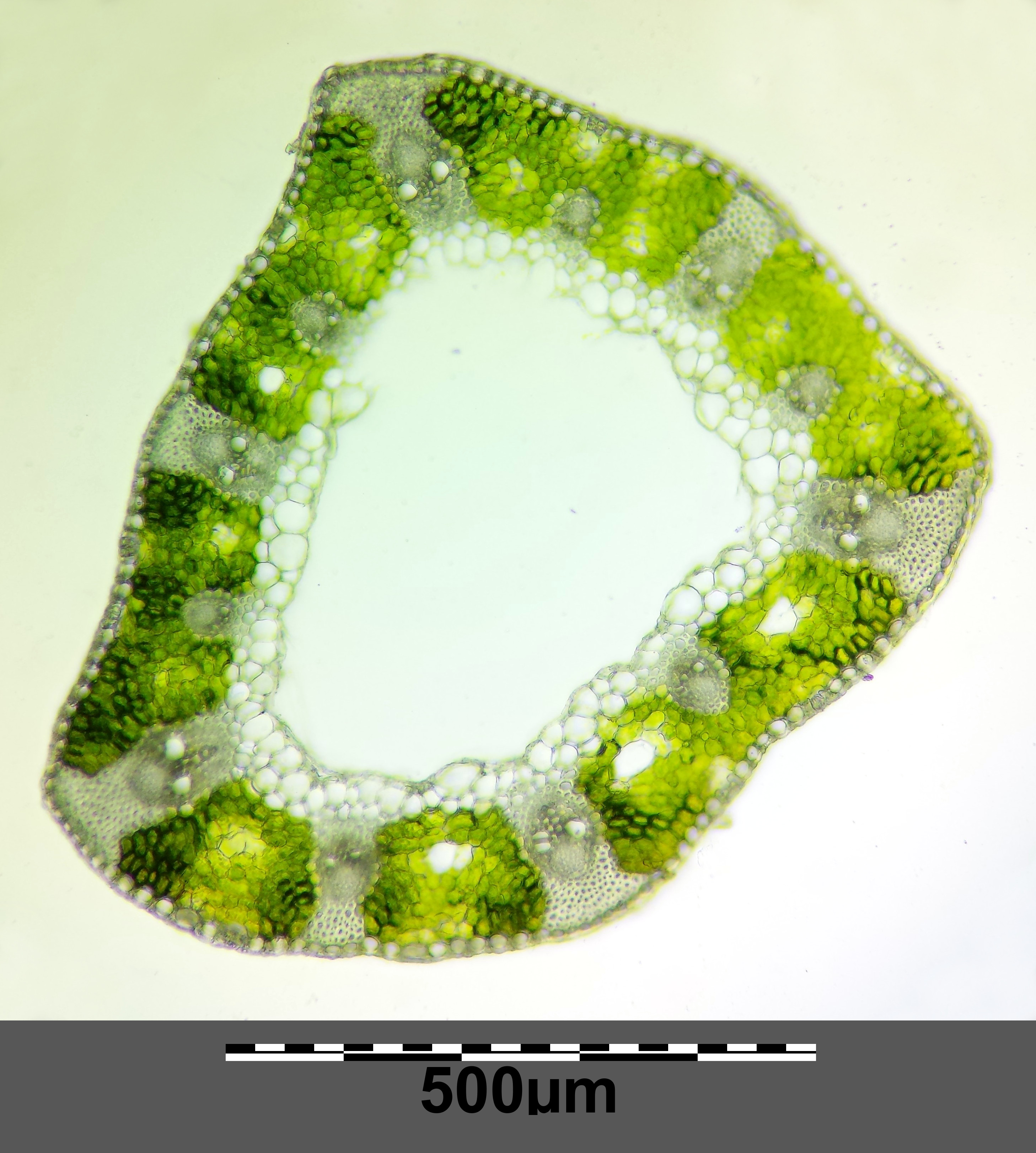 Carex praecox sl11