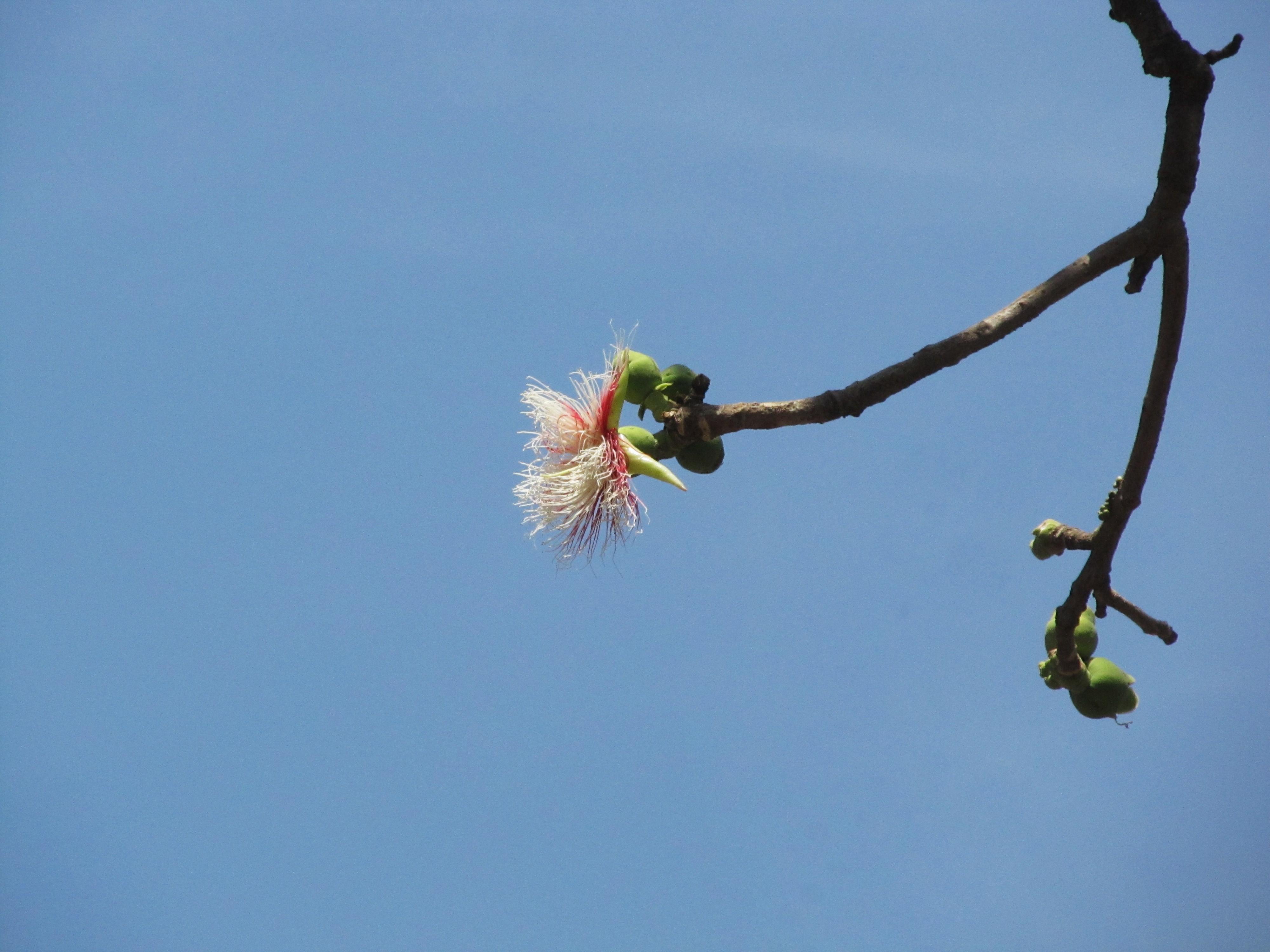 Careya arborea (Wild Guava) - flower