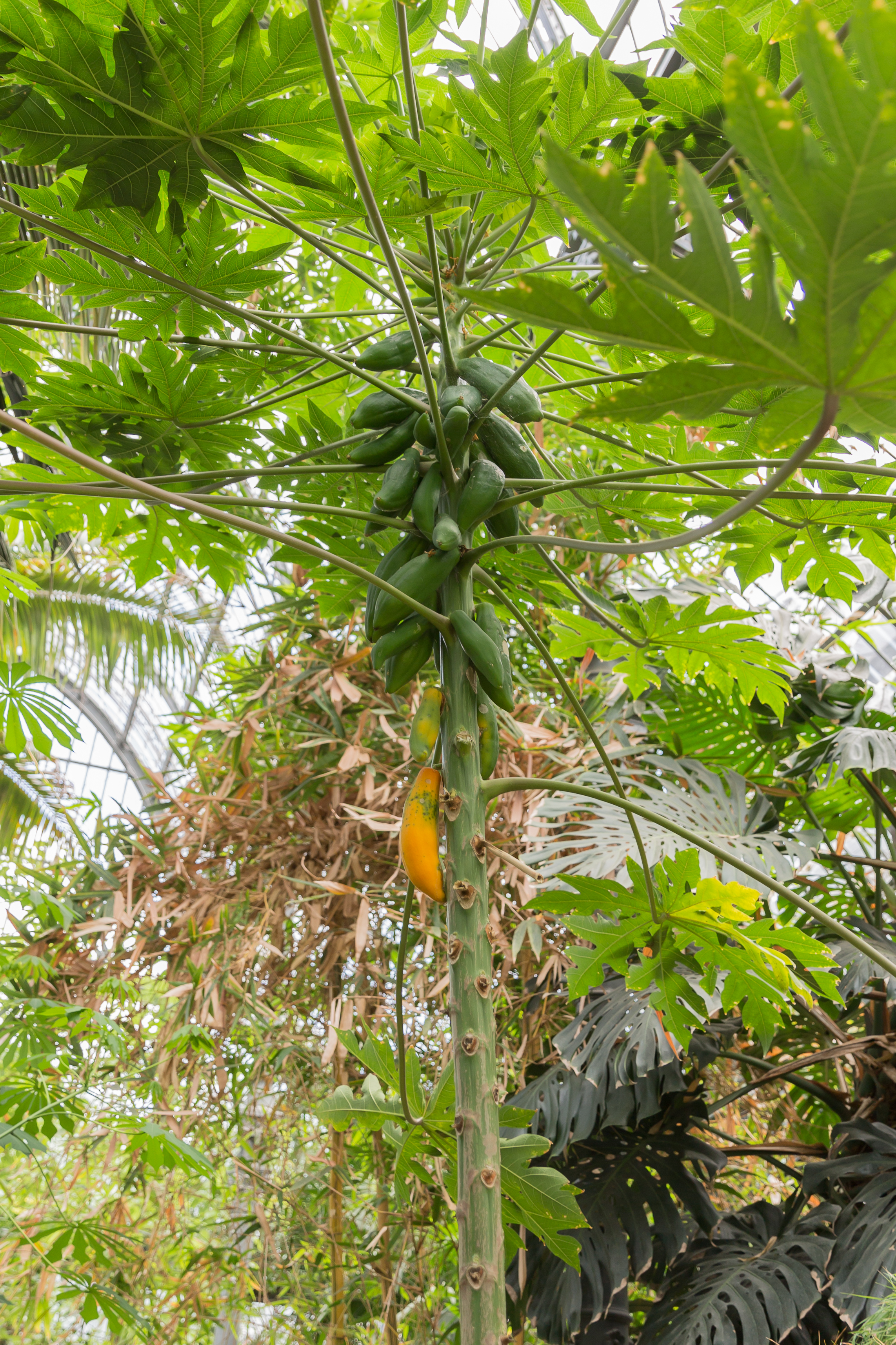 Carica papaya (Papayer) - 105