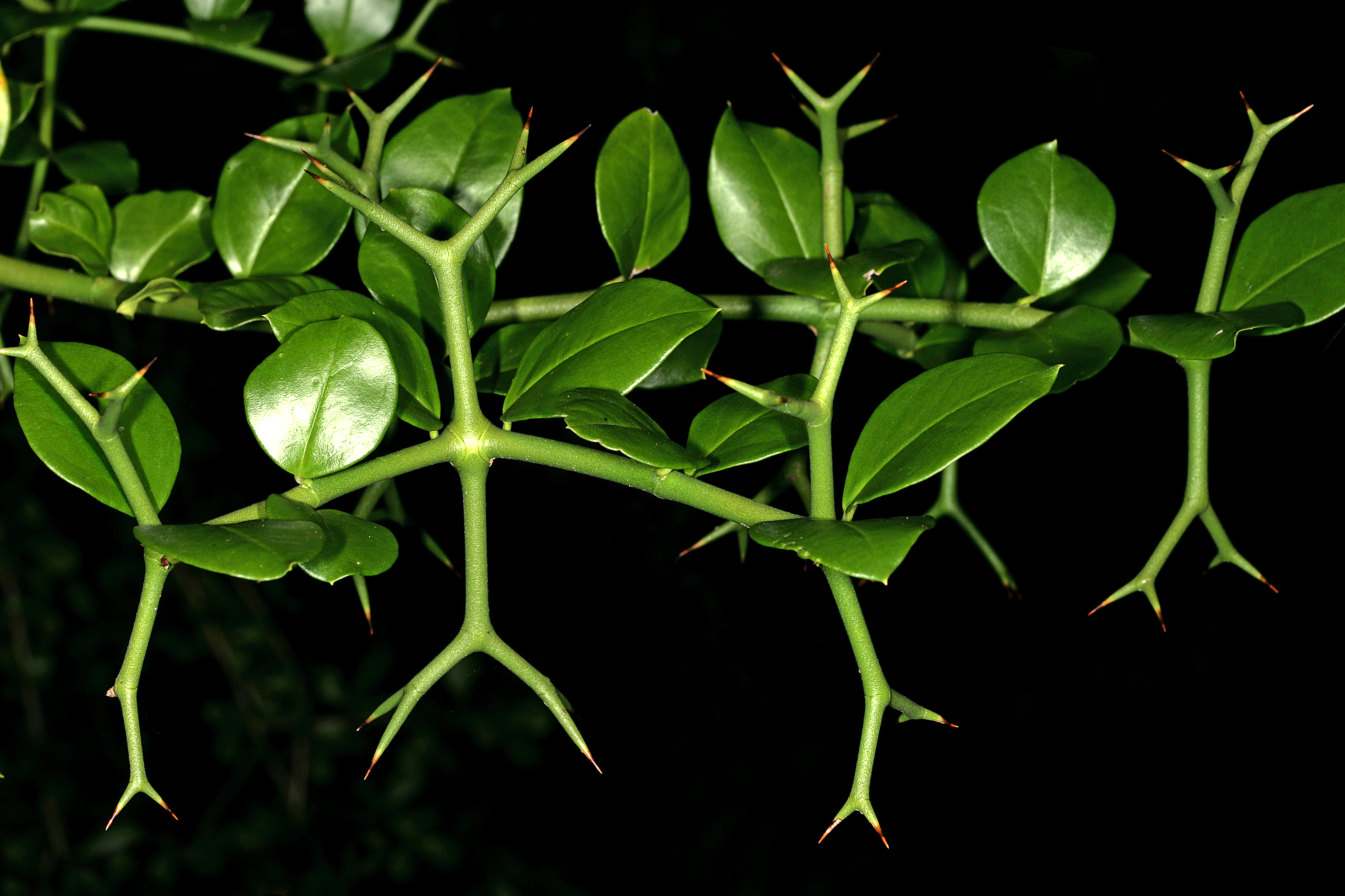 Carissa macrocarpa 1DS-II 0453