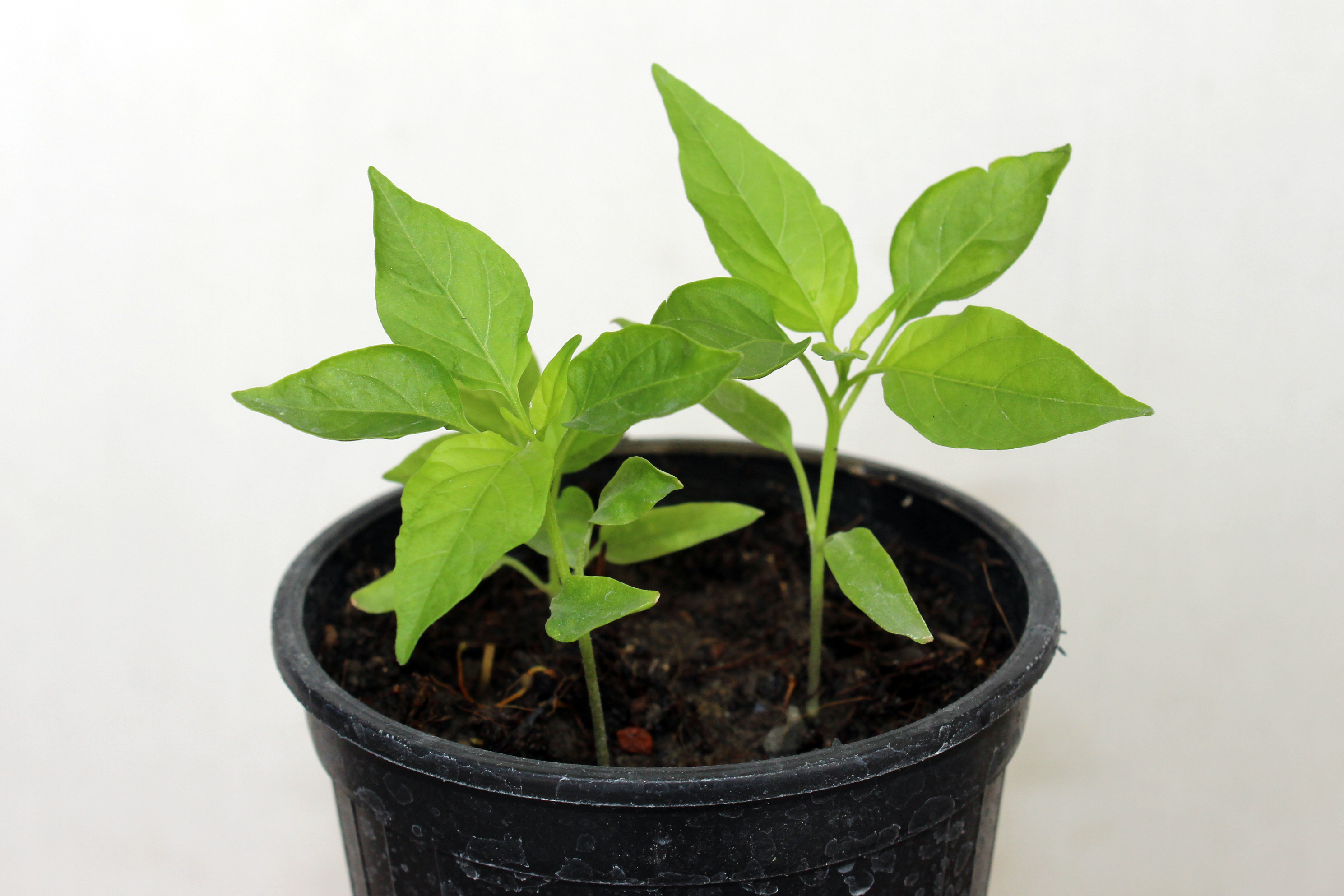 Carolina Reaper 30 days Plant