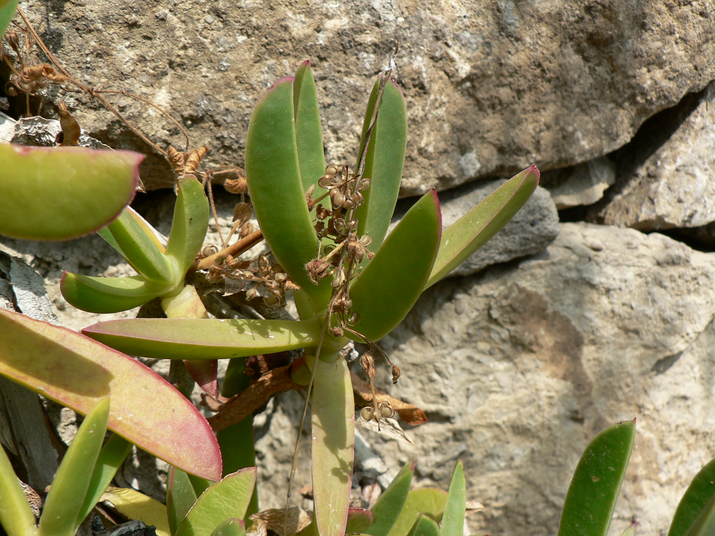 Carpobrotus edulis (Villa Hanbury, Italy) 1