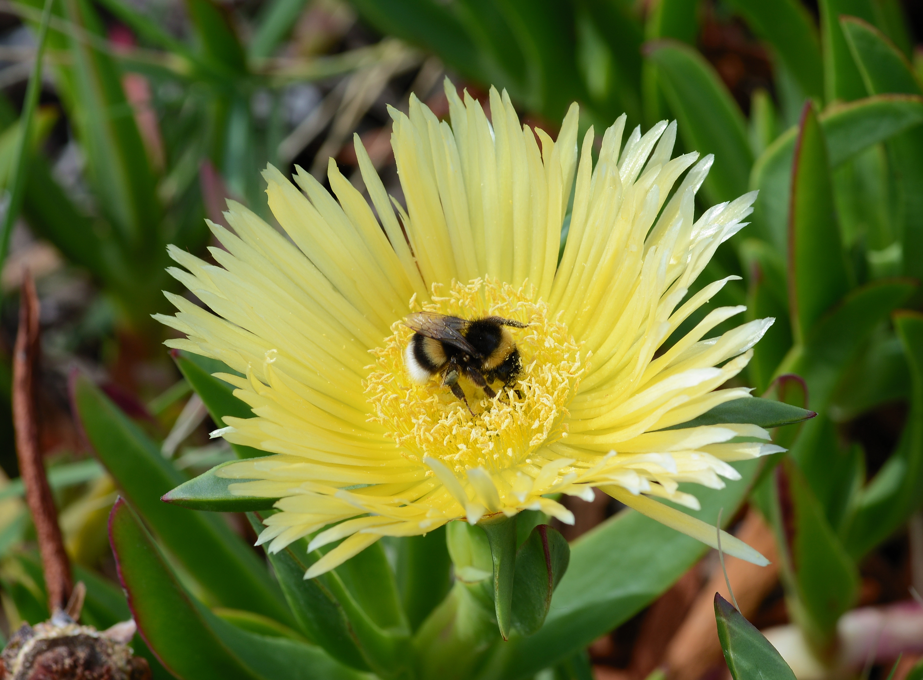 Carpobrotus June 2013-4
