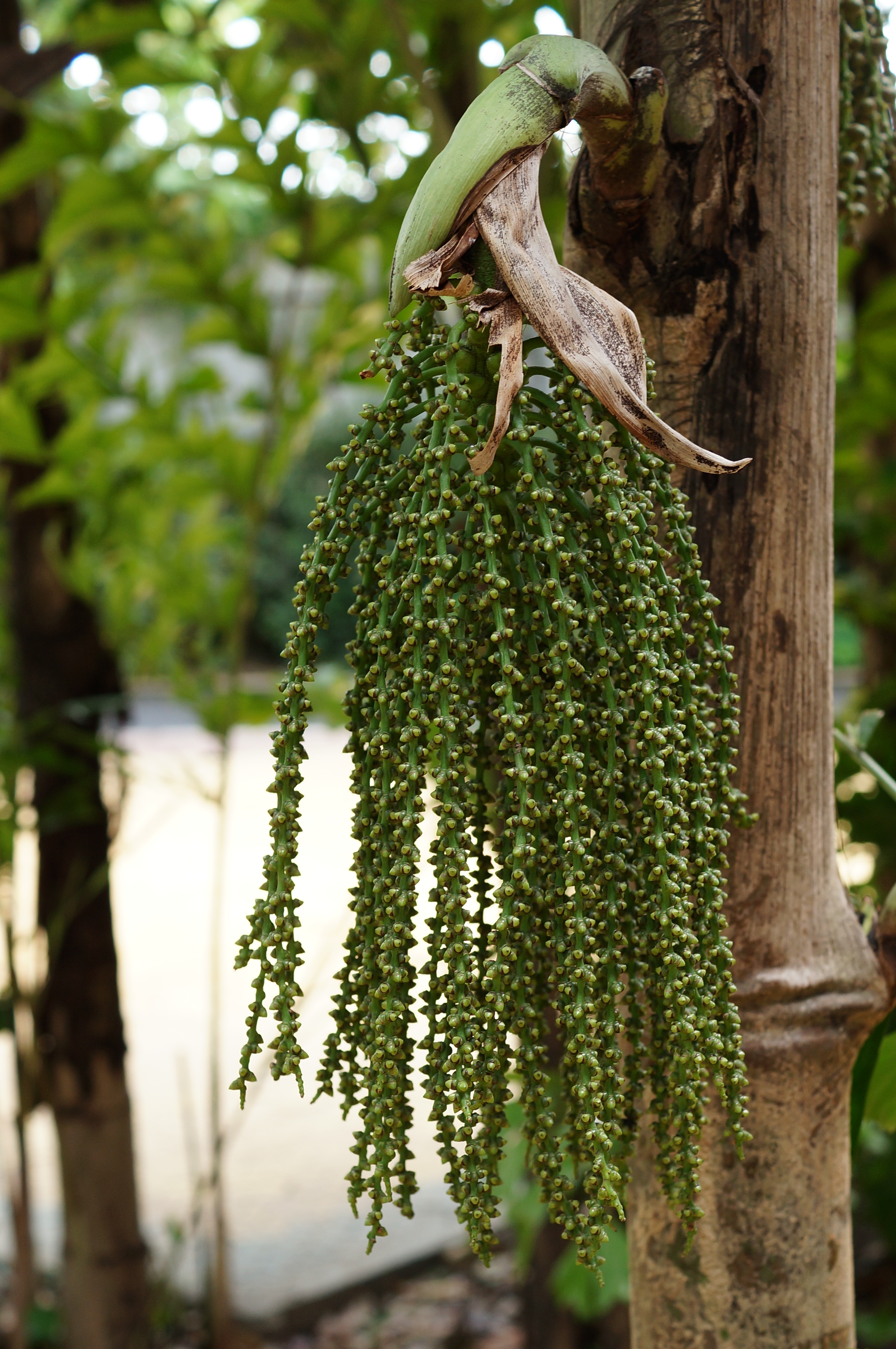 Caryota mitis 01