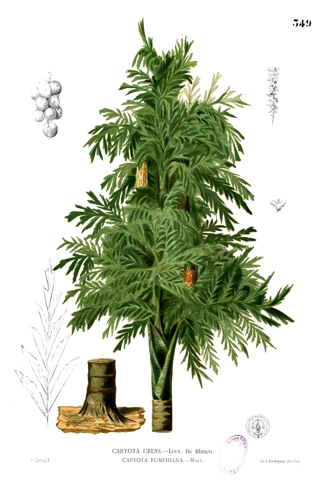 Caryota urens Blanco2.349