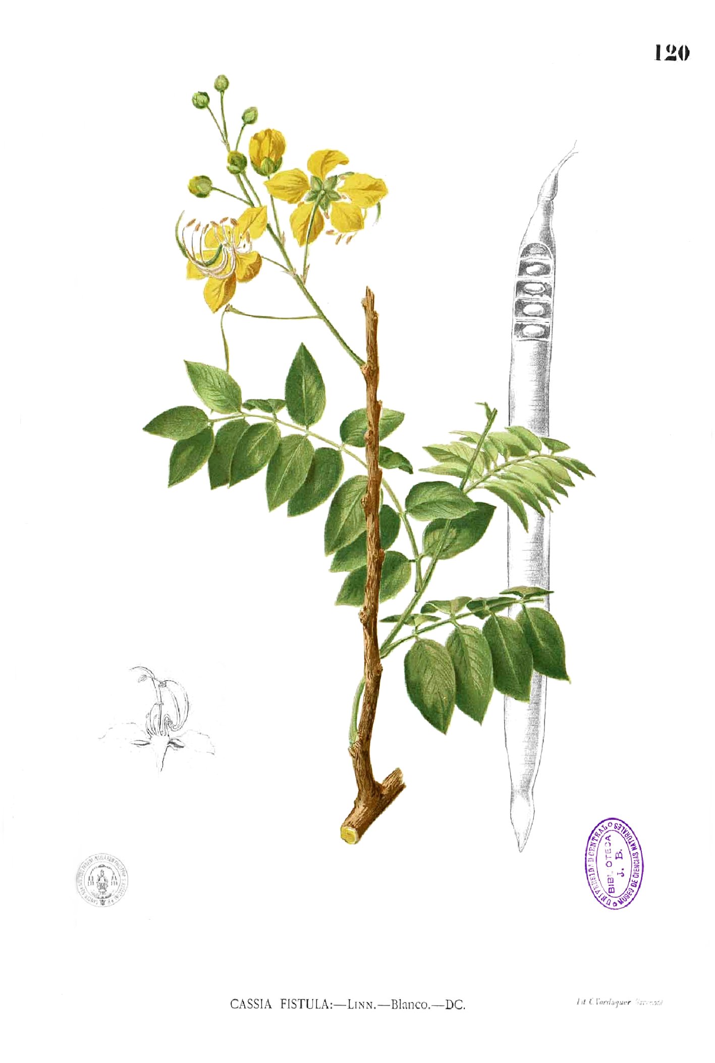 Cassia fistula Blanco1.120