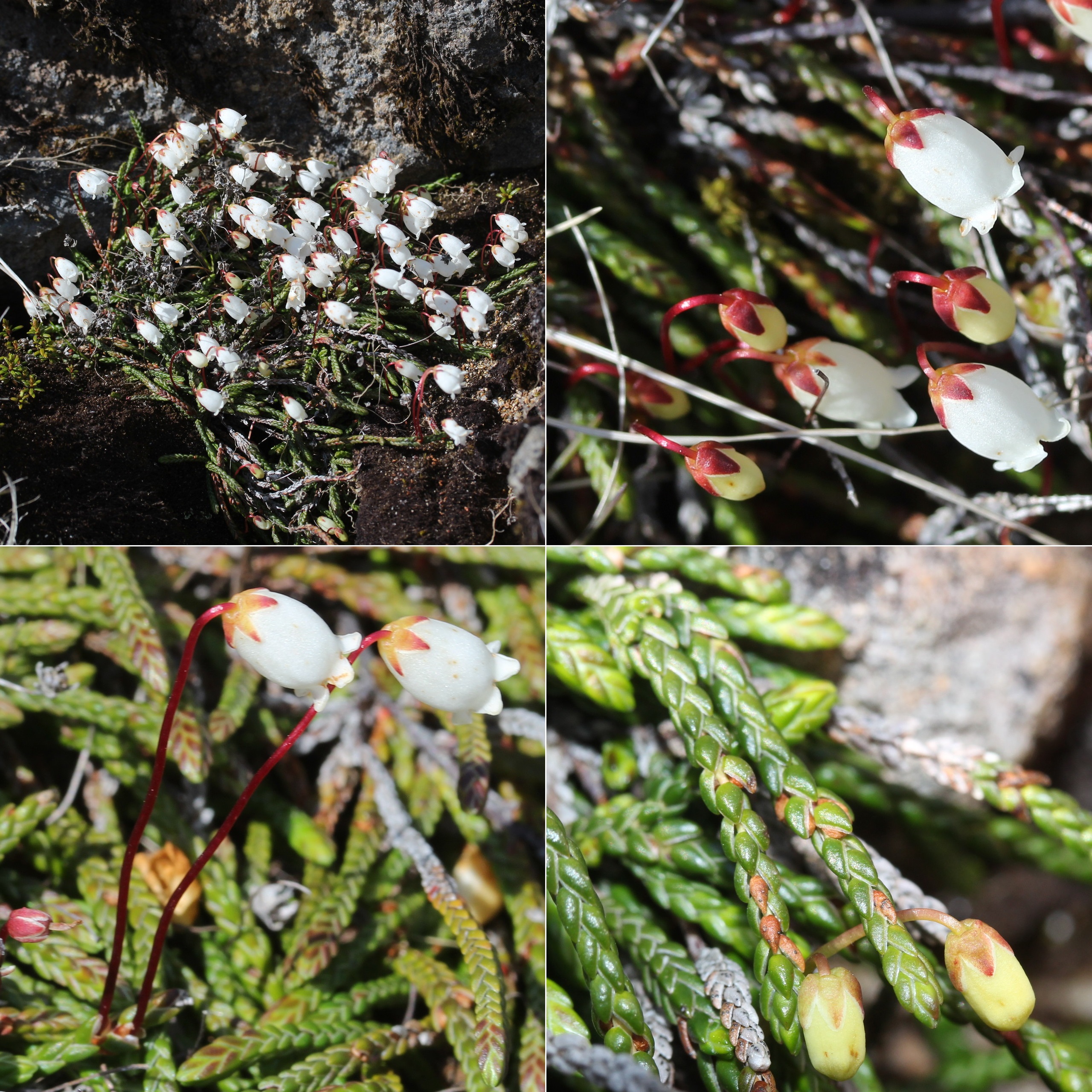 Cassiope lycopodioides (montage)