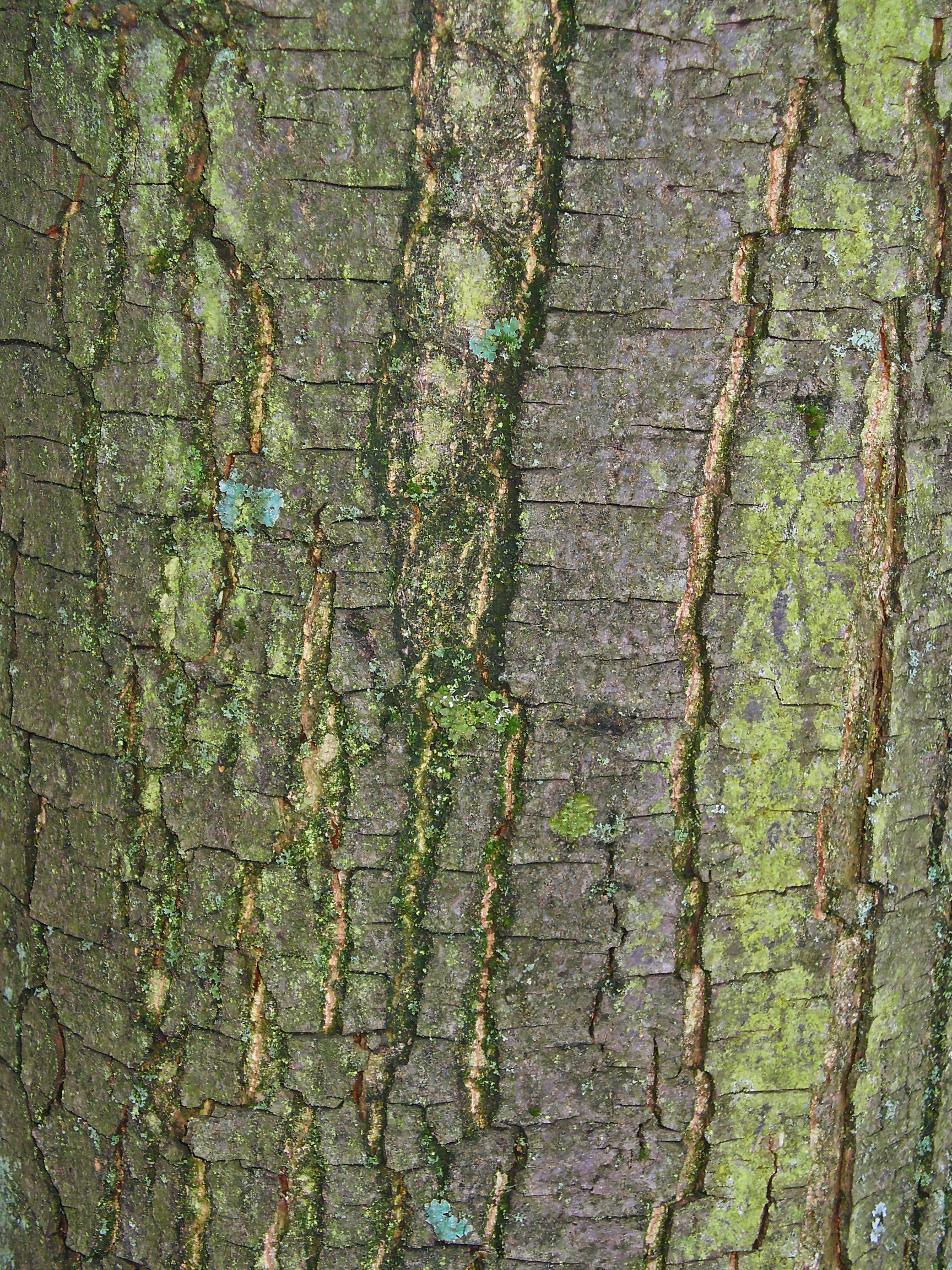Castanea sativa 0008