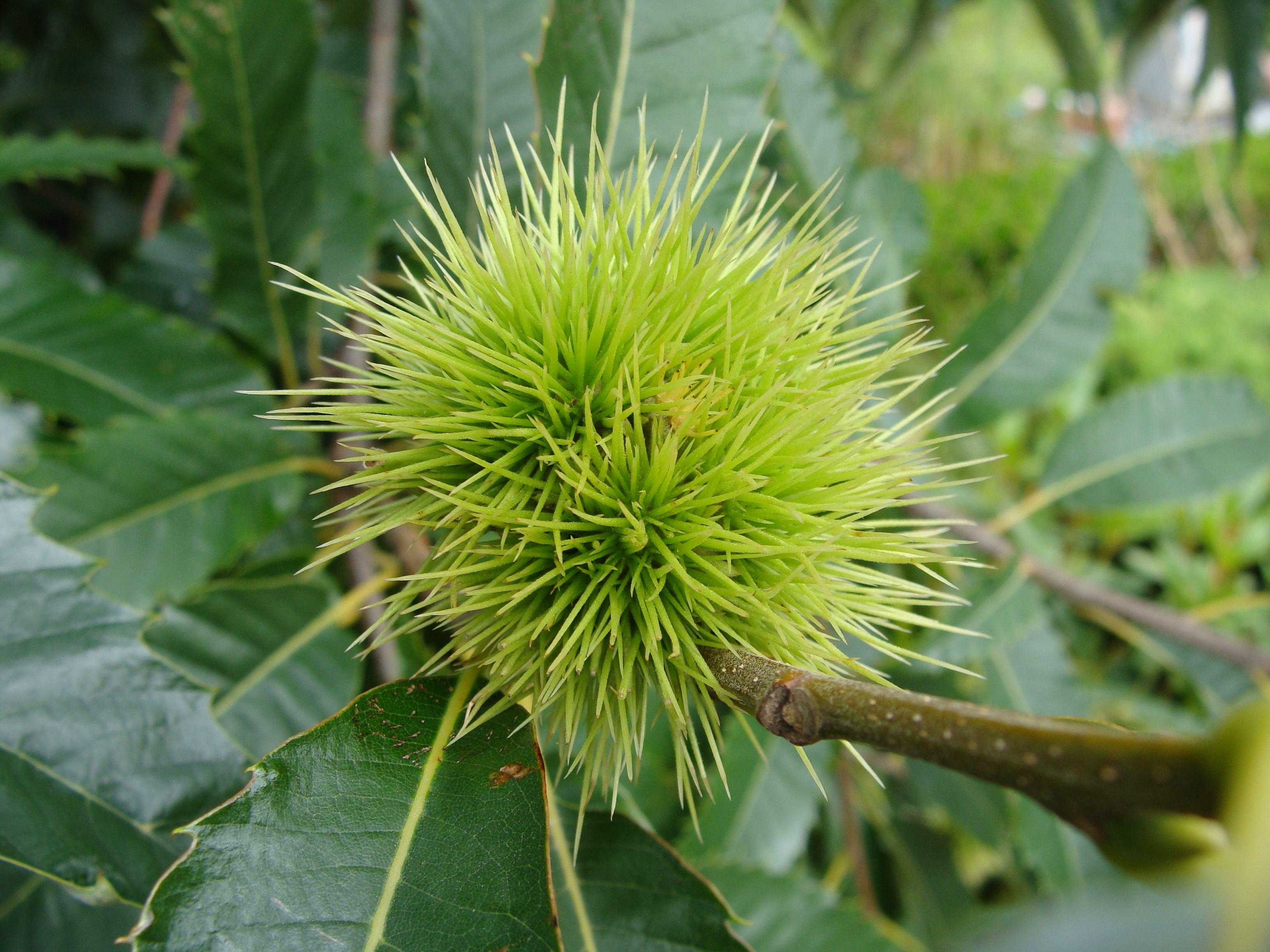 Castanea sativa frucht3