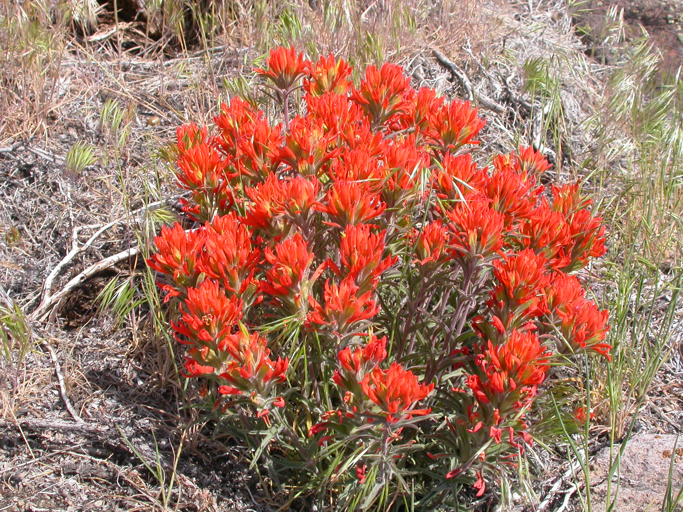 Castilleja chromosa (8224357651)