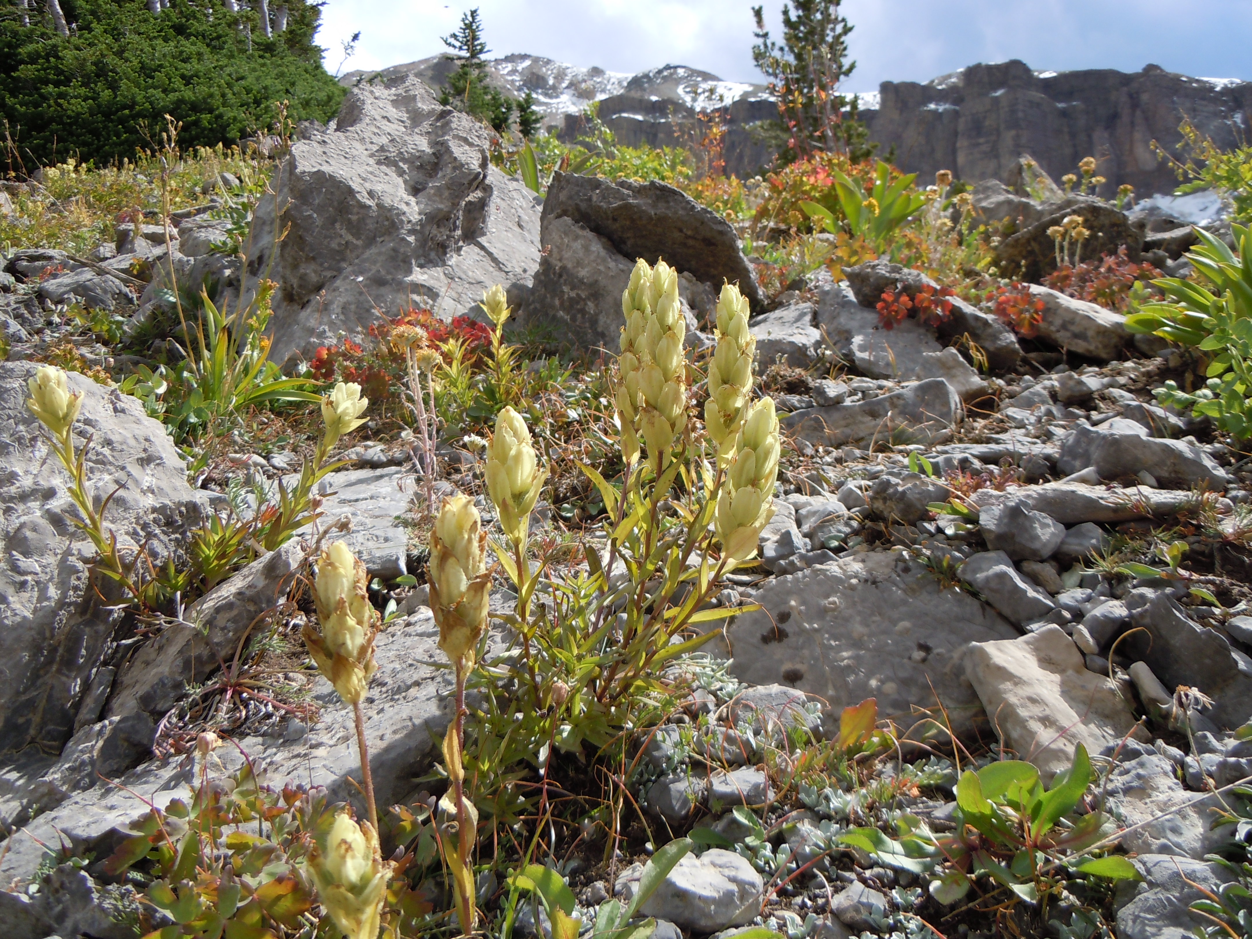 Castilleja sulphurea (8215545476)