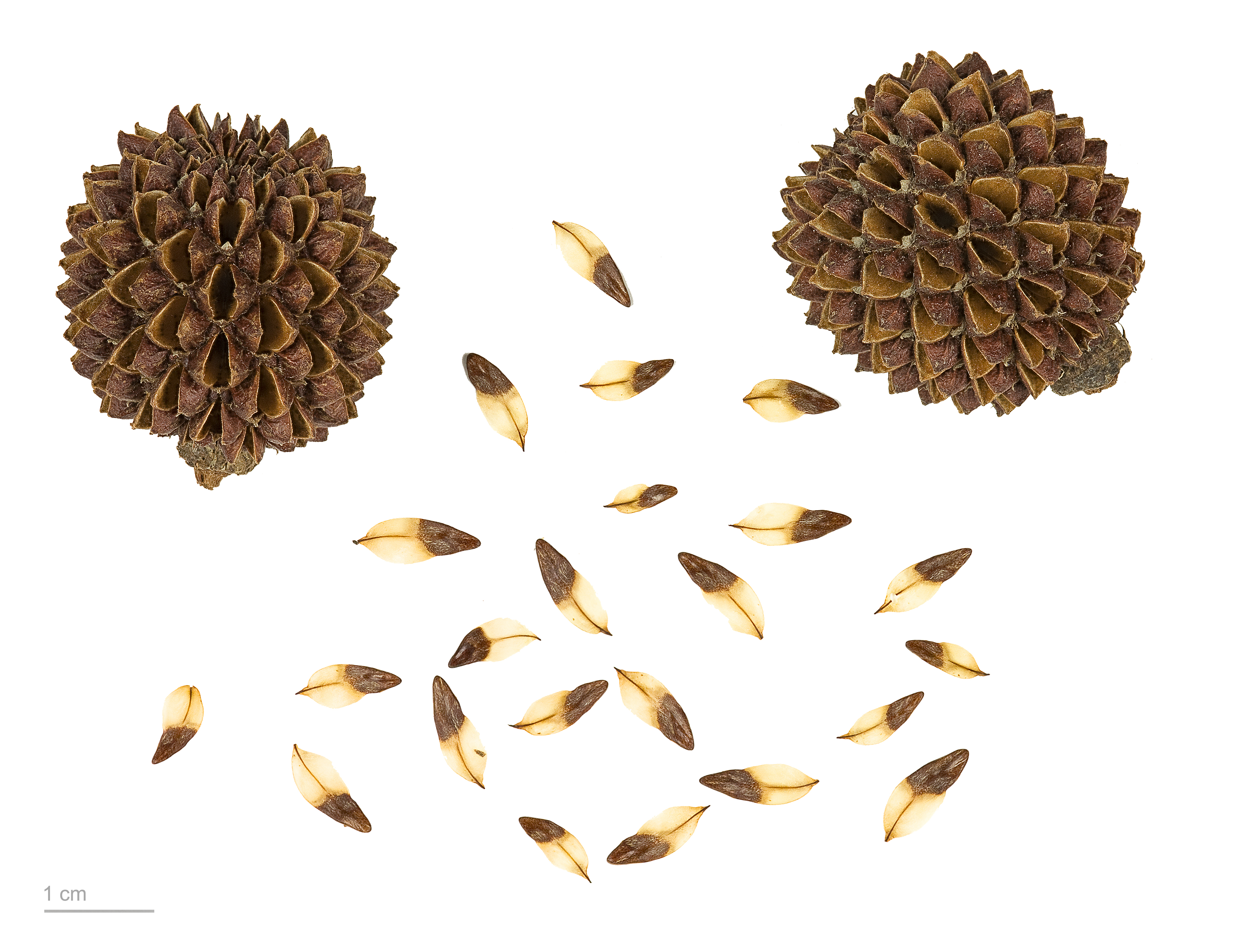 Casuarina sp. MHNT.BOT.2007.40.60