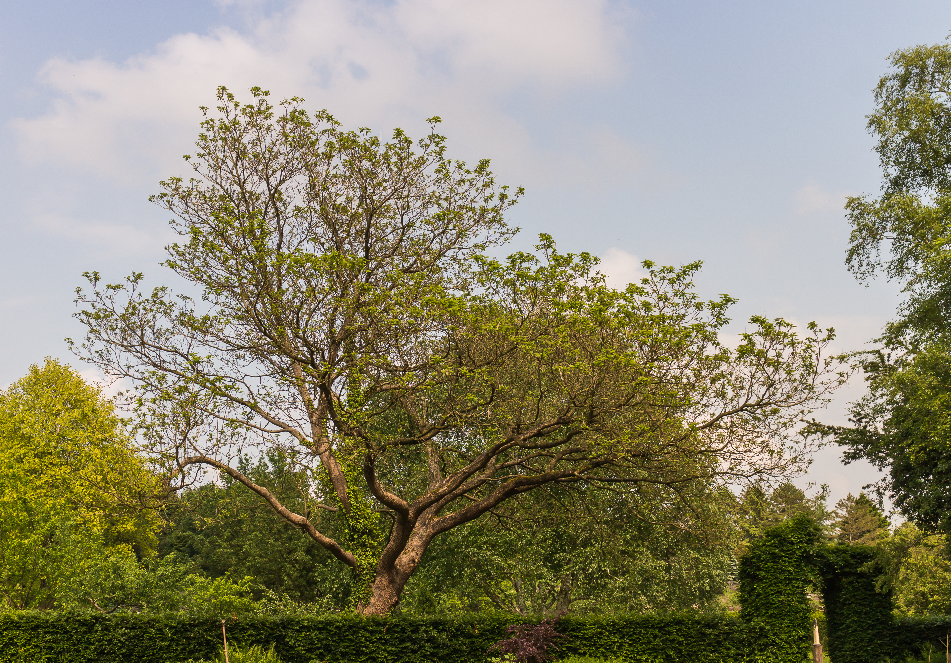 Catalpa bignonioides. Locatie Hortus Haren 01