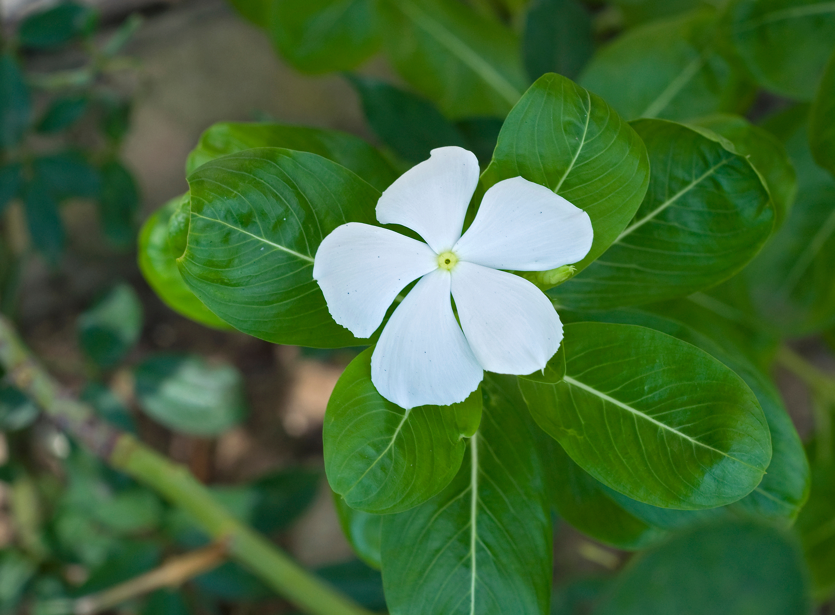 Catharanthus roseus 31 08 2012