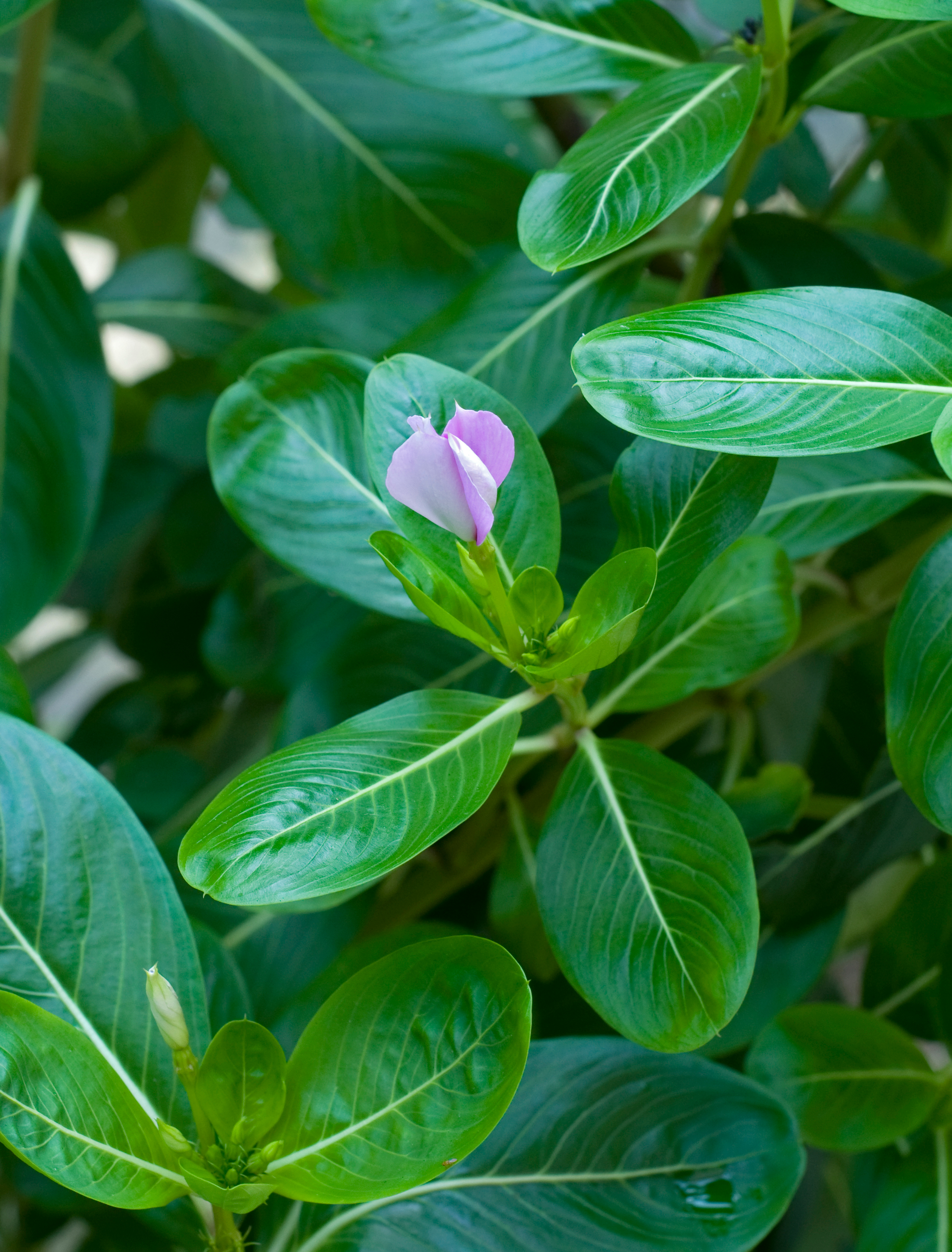 Catharanthus roseus flower bud 31 08 2012 (2)