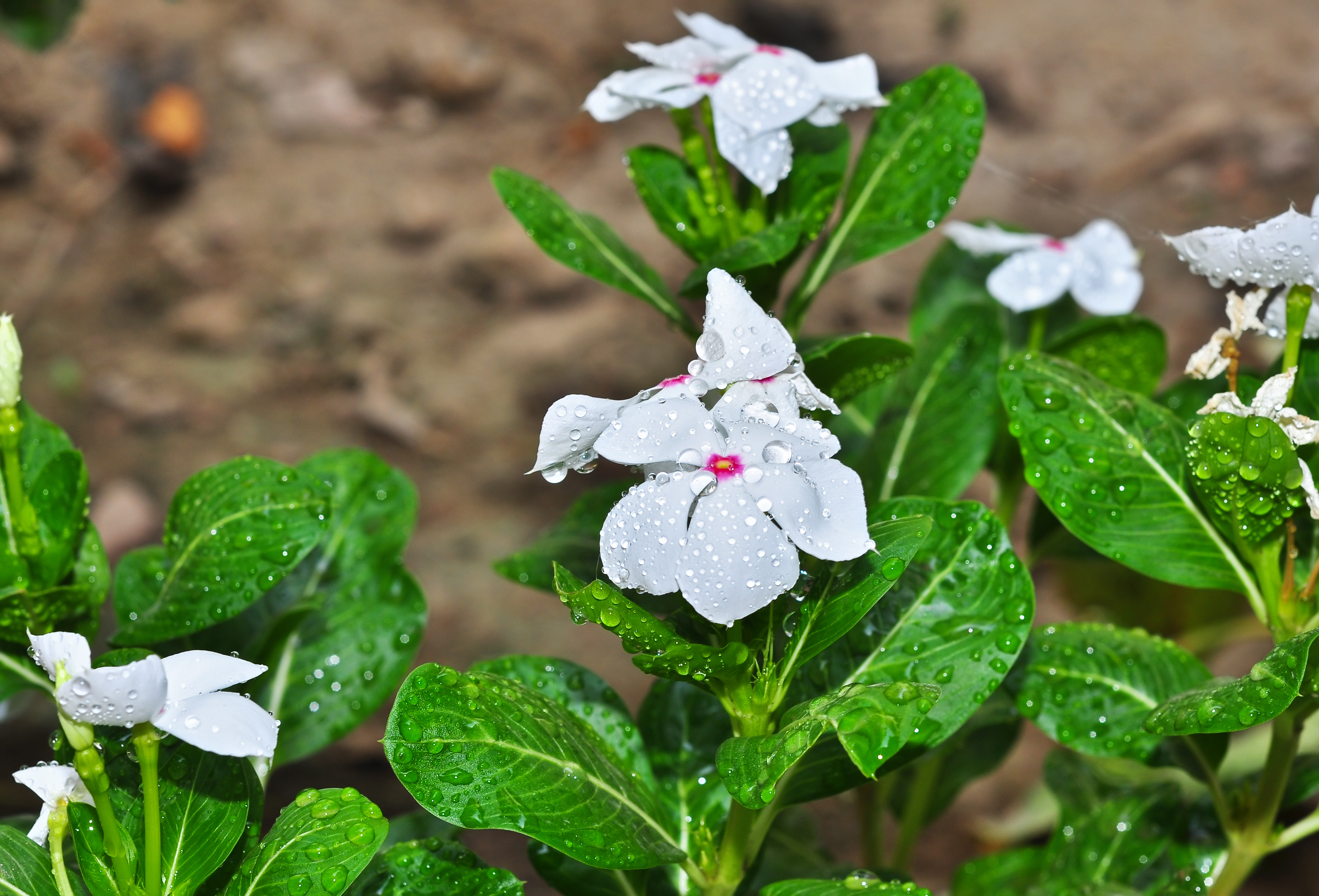 Catharanthus roseus white and red 18042014 (2)