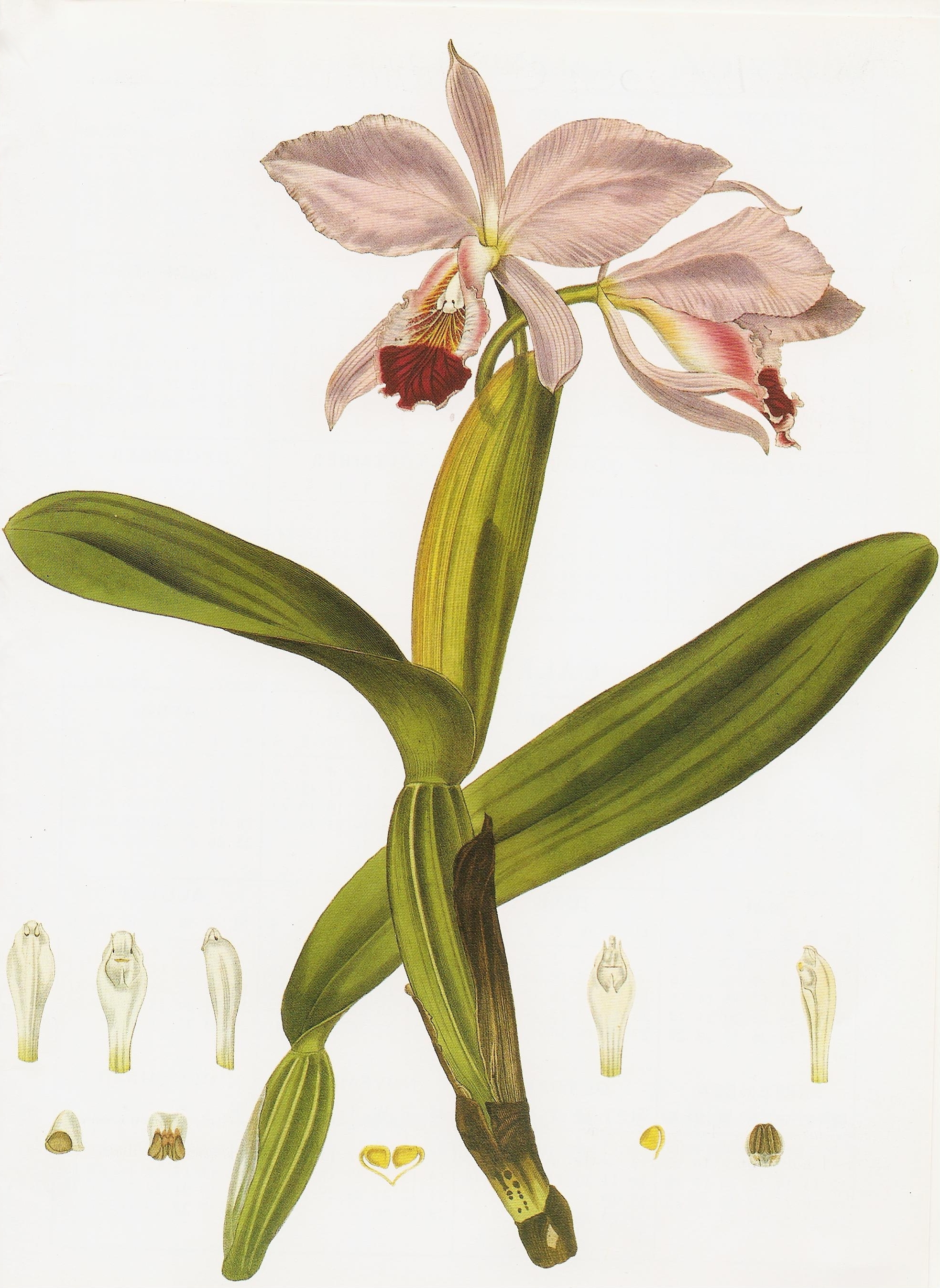 Cattleya labiata RHS