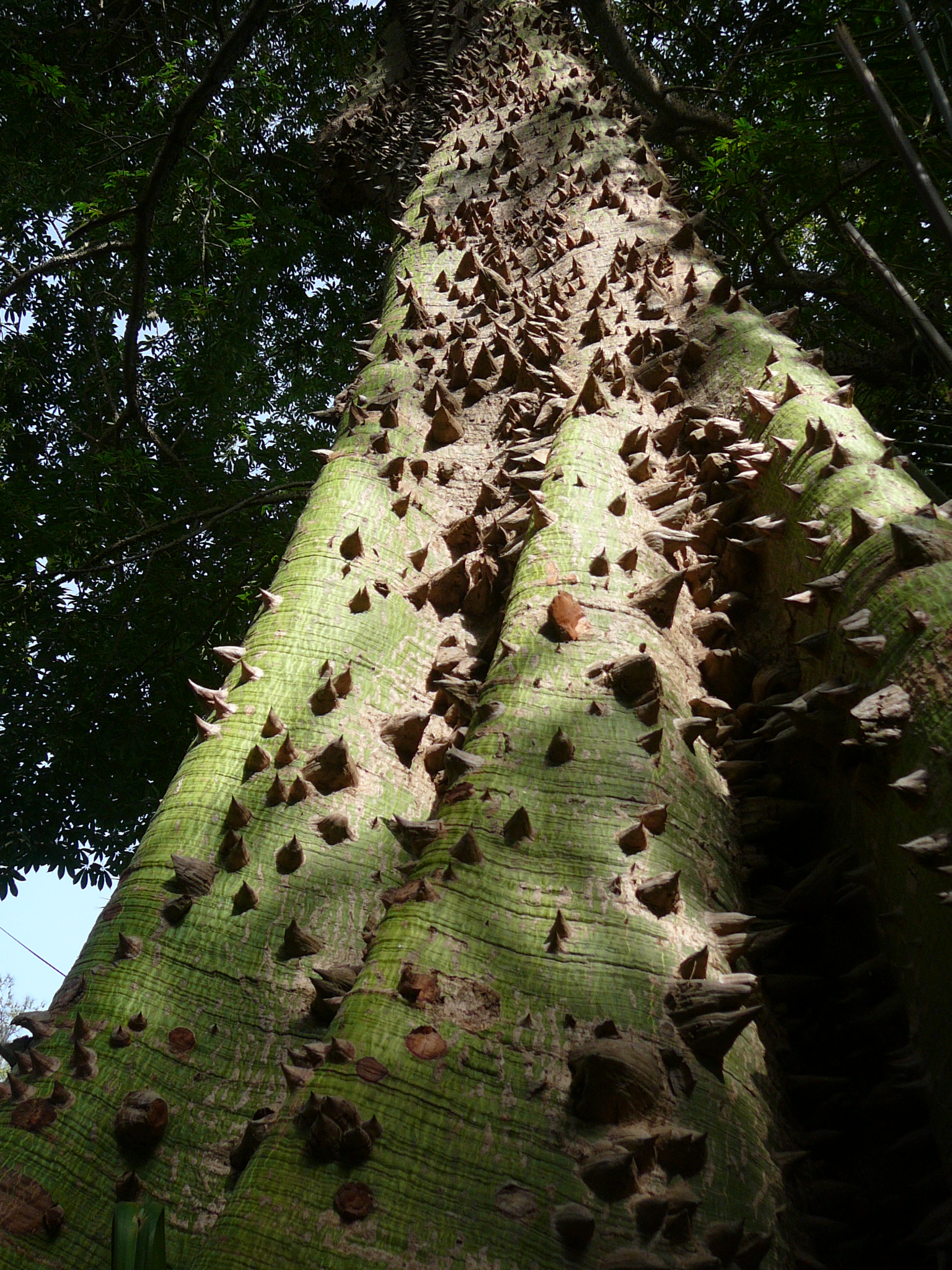 Ceiba pentandra 0005