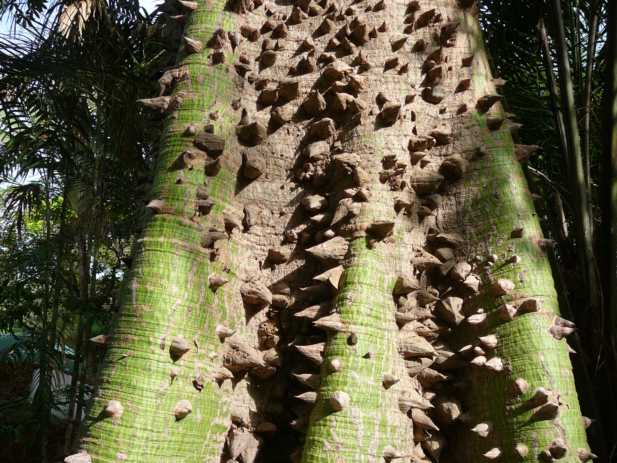 Ceiba pentandra 0011