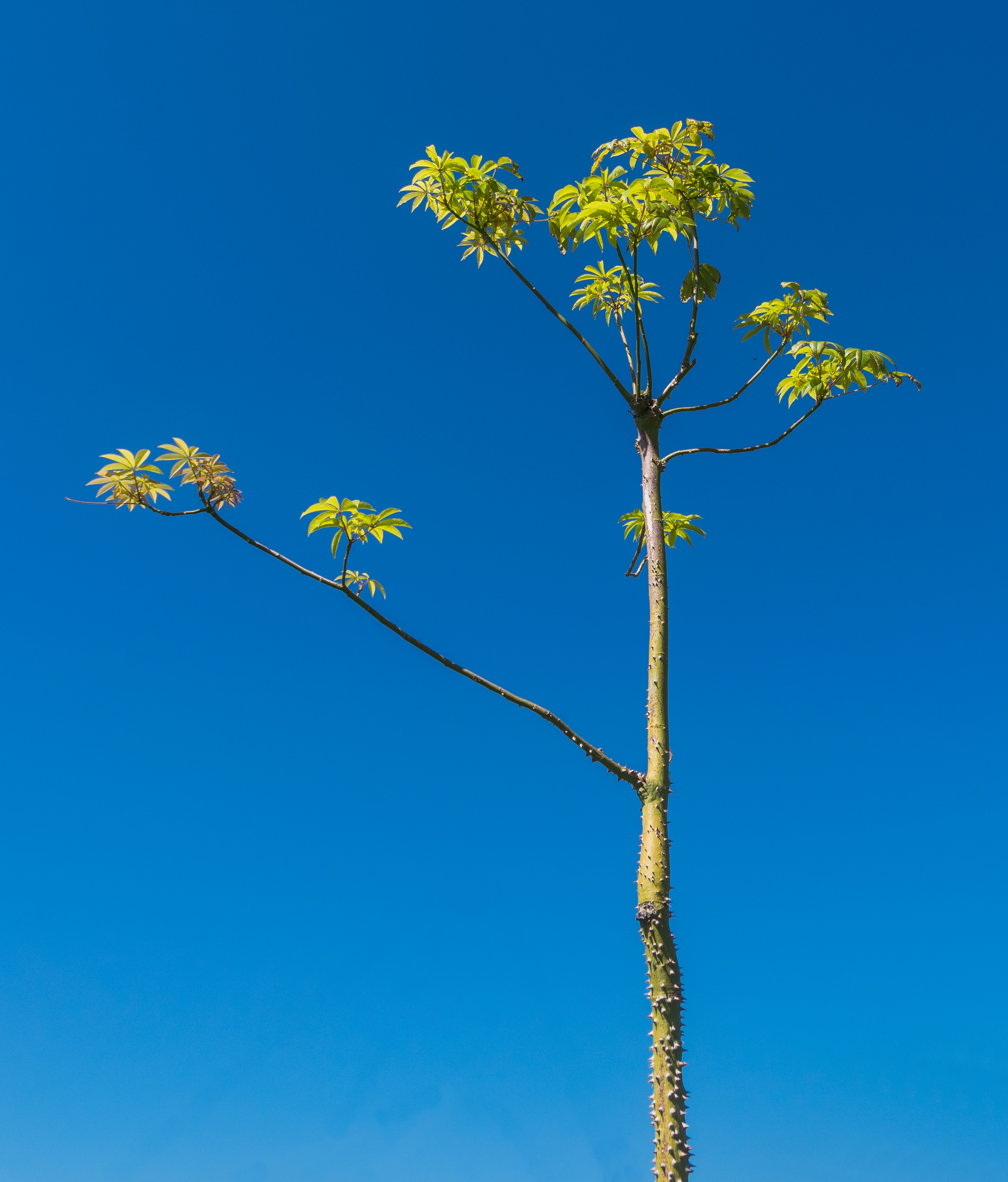 Ceiba speciosa in Jardin botanique de la Charme 01