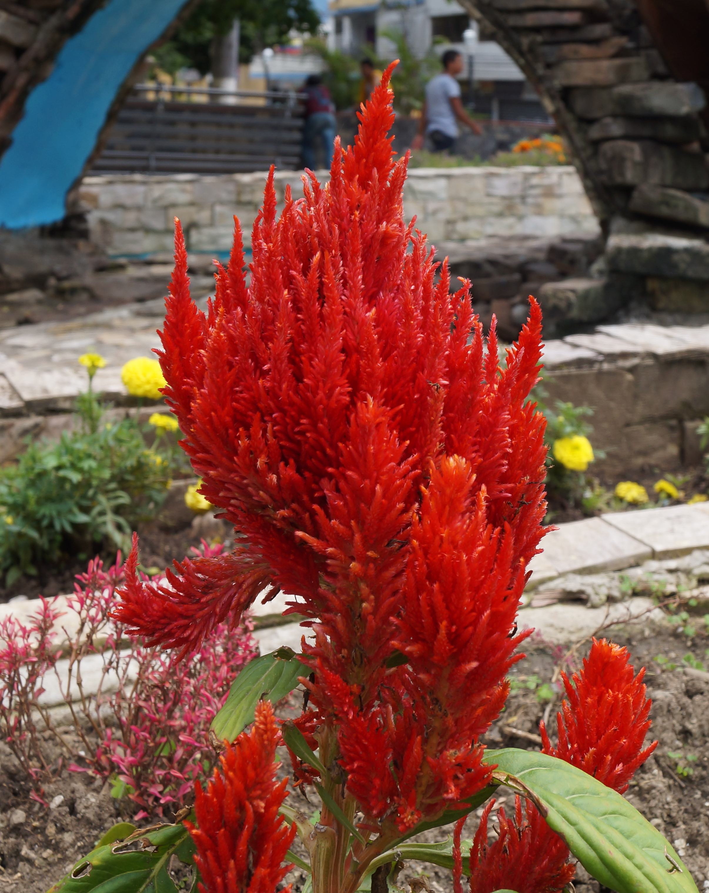 Celosia (Roja)