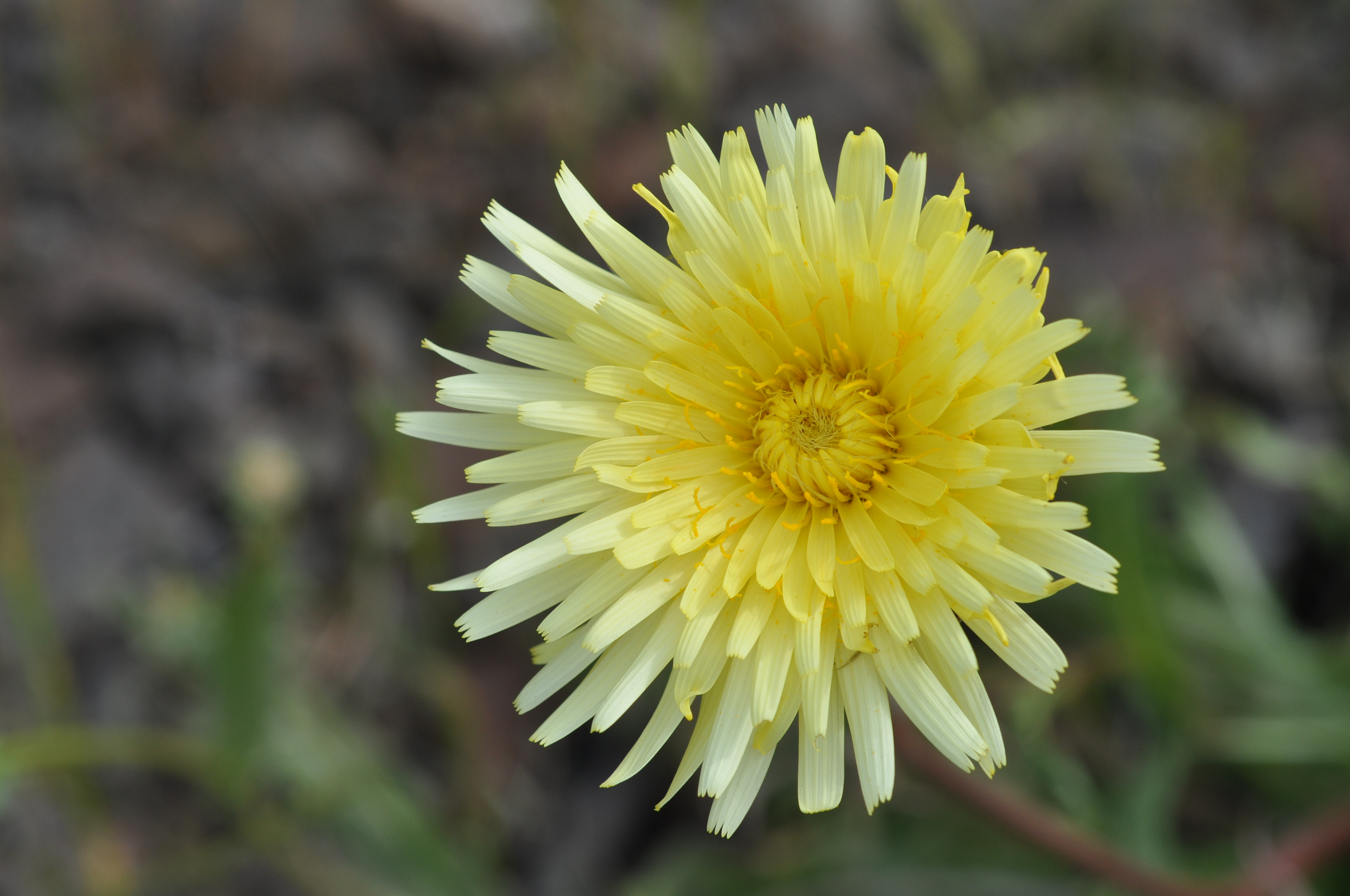 Centaurea chilensis Desierto florido 2011, costa de Huasco 02