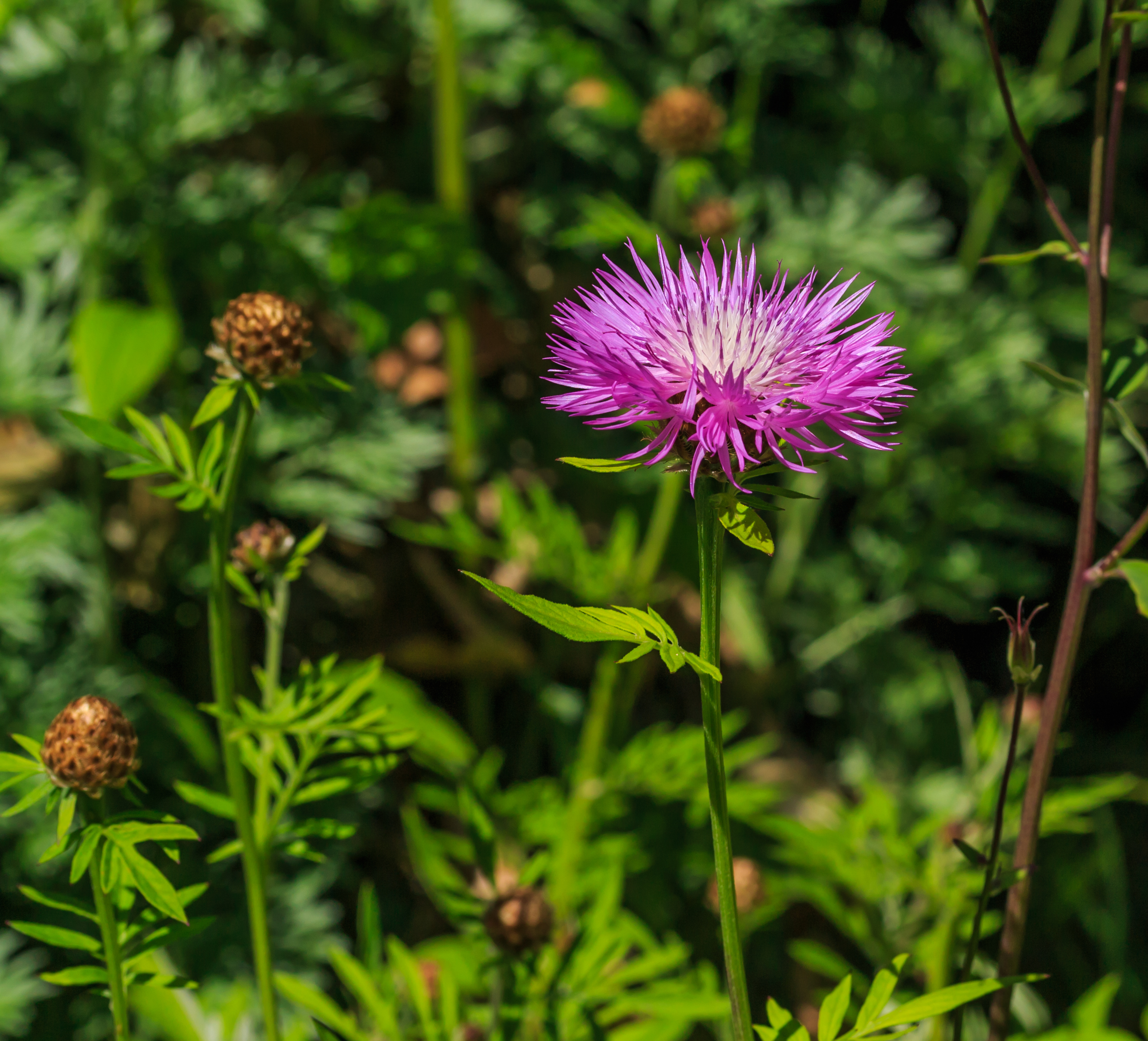 Centaurea hypoleuca 'John Coutts'. Locatie, Tuinen Mien Ruys