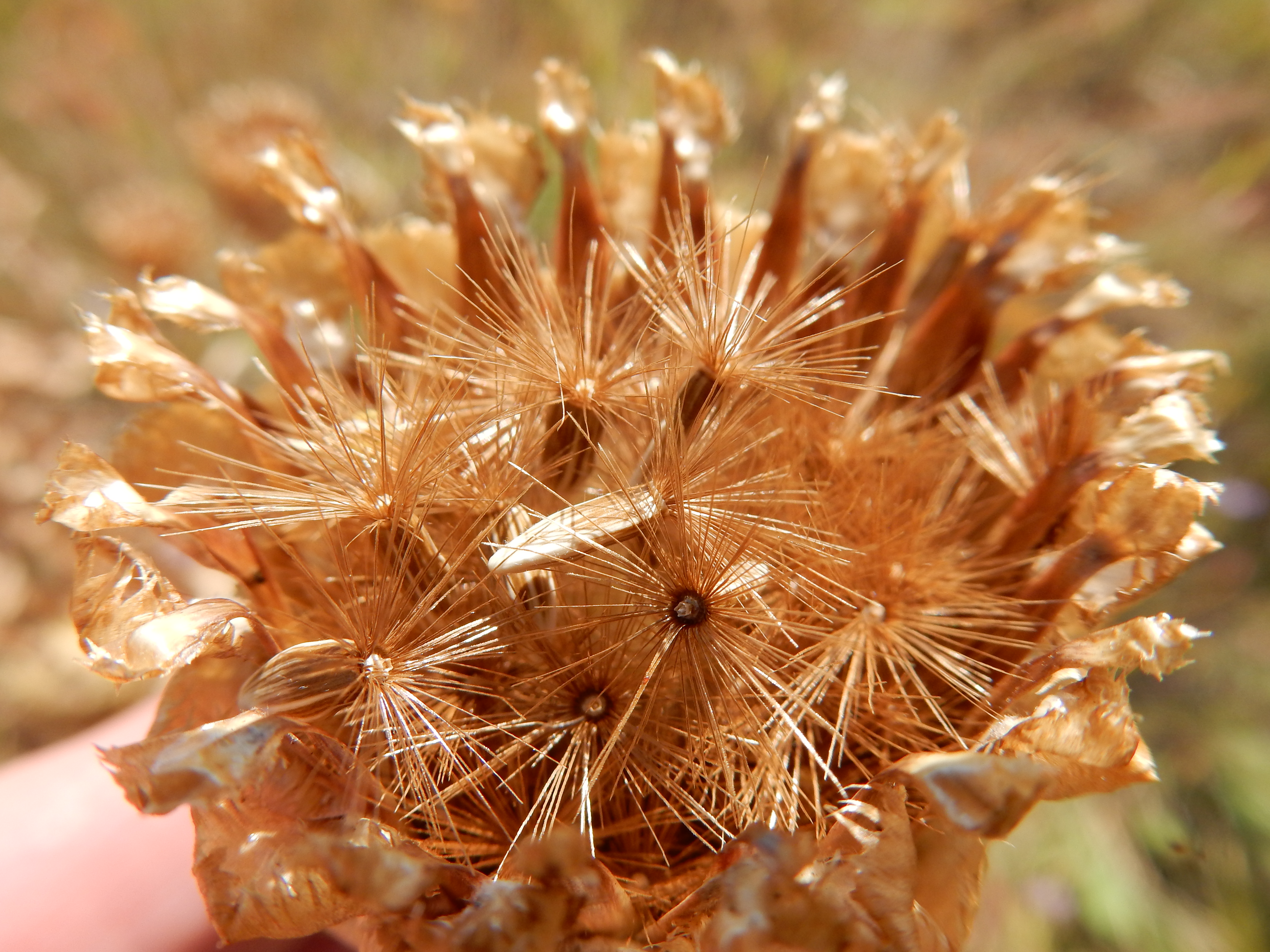 Centaurea macrocephala (29267710771)