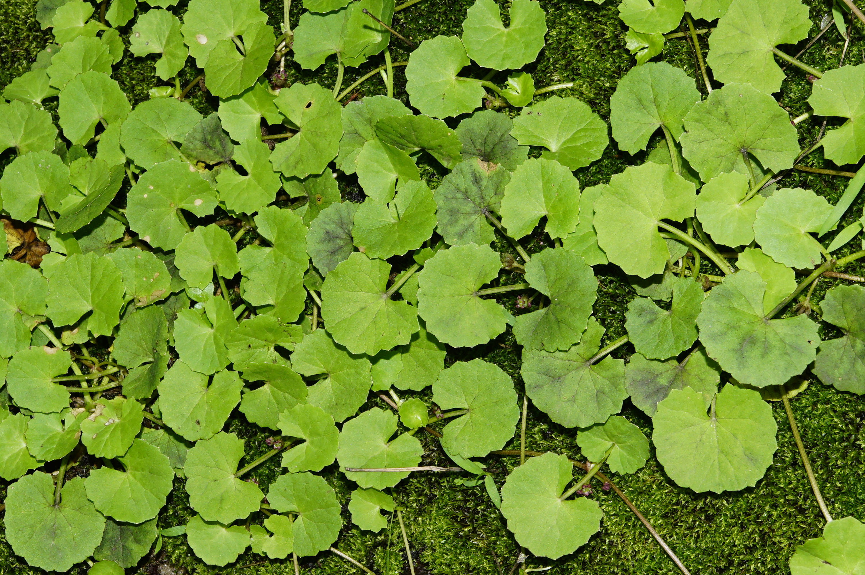 Centella asiatica 6121