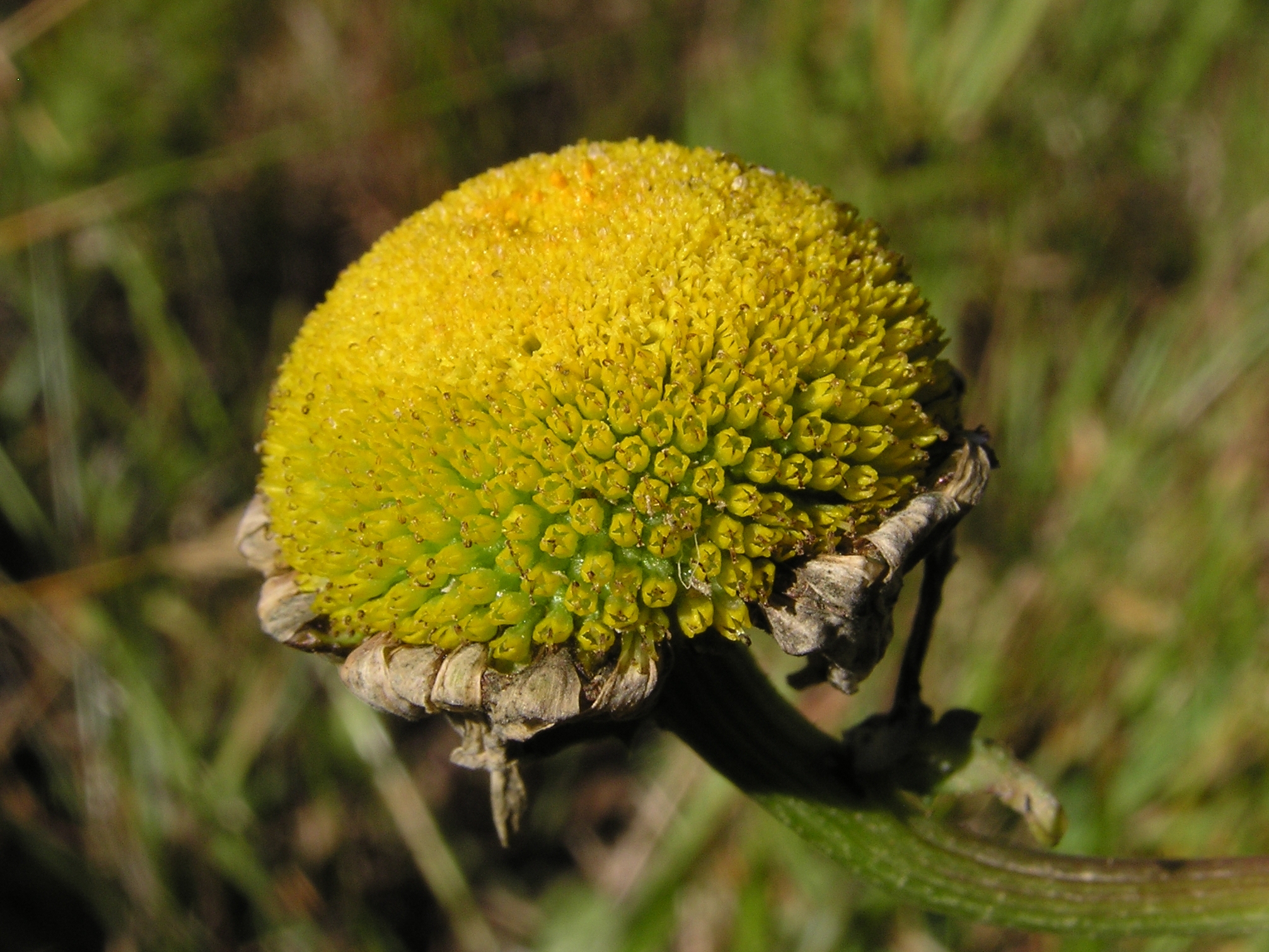 Centre of daisy after pollination