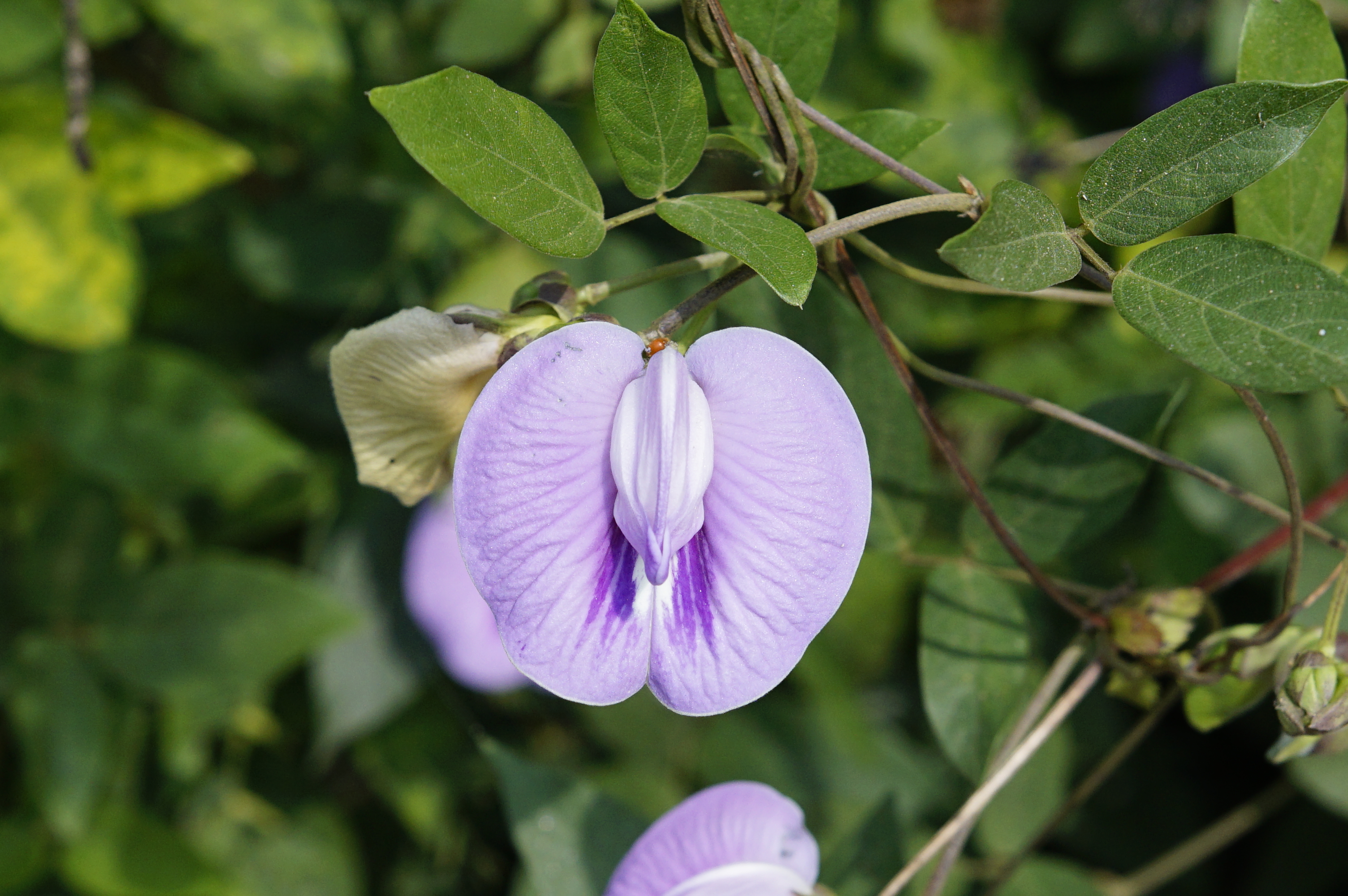 Centrosema pubescens 0094