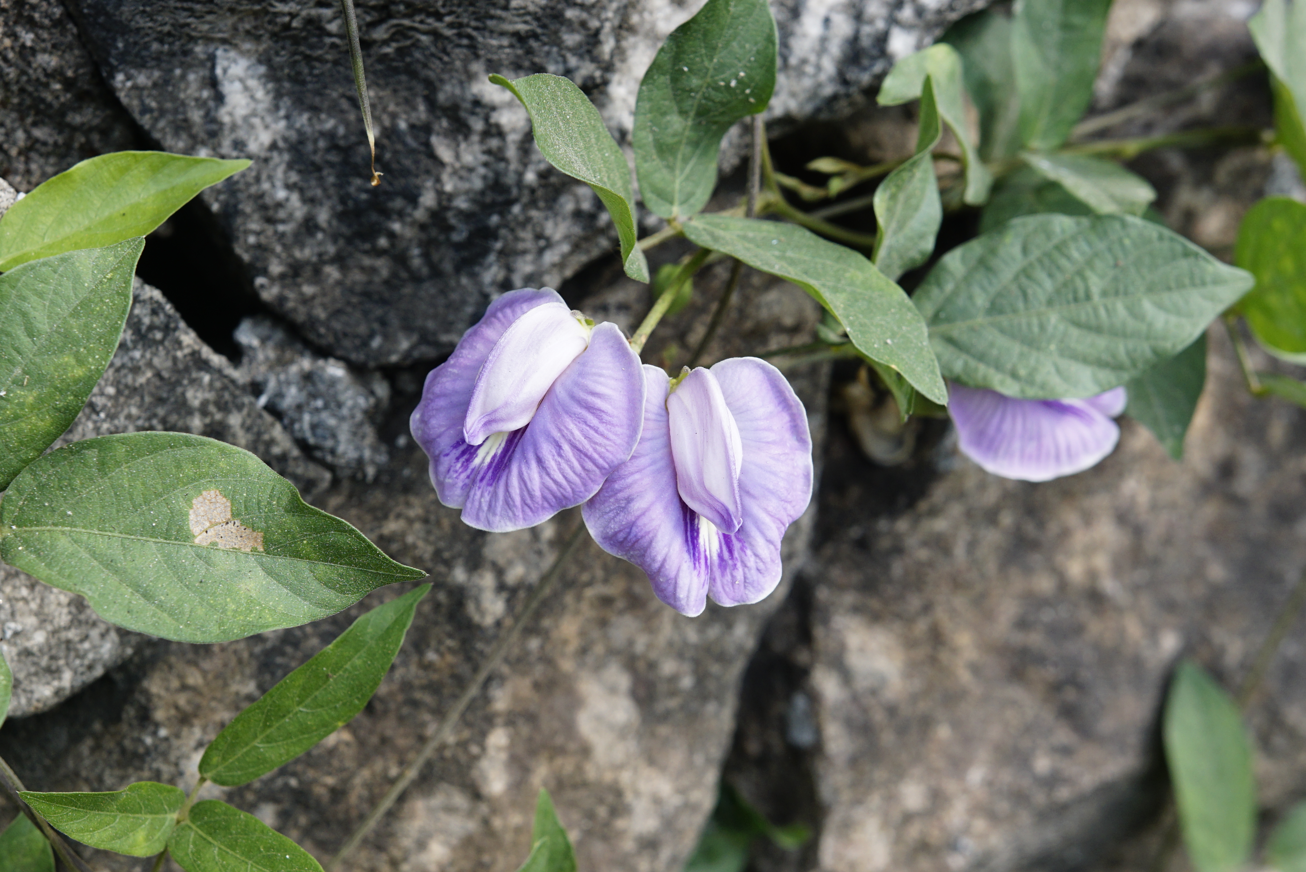 Centrosema pubescens 0741