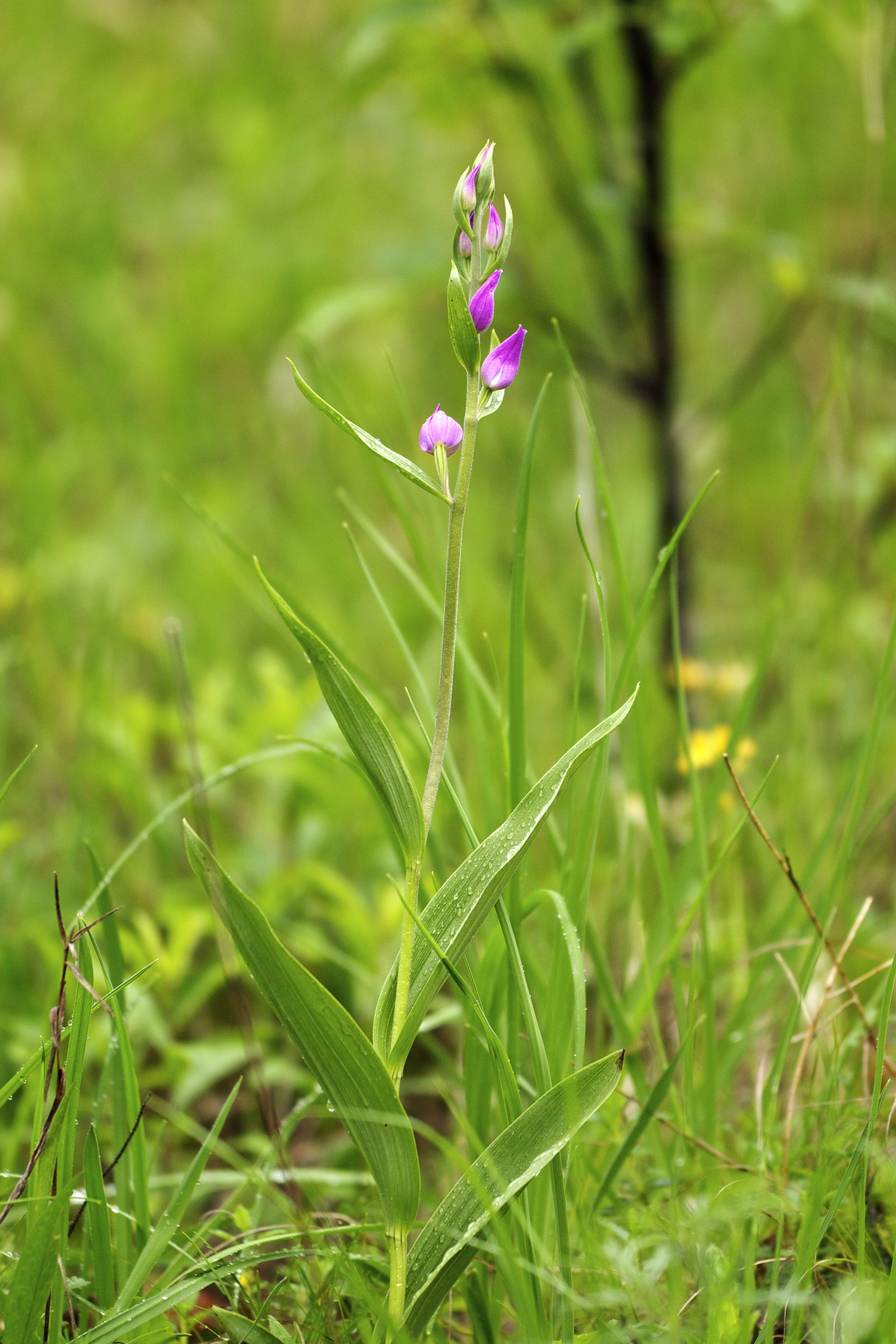 Cephalanthera rubra LC0350