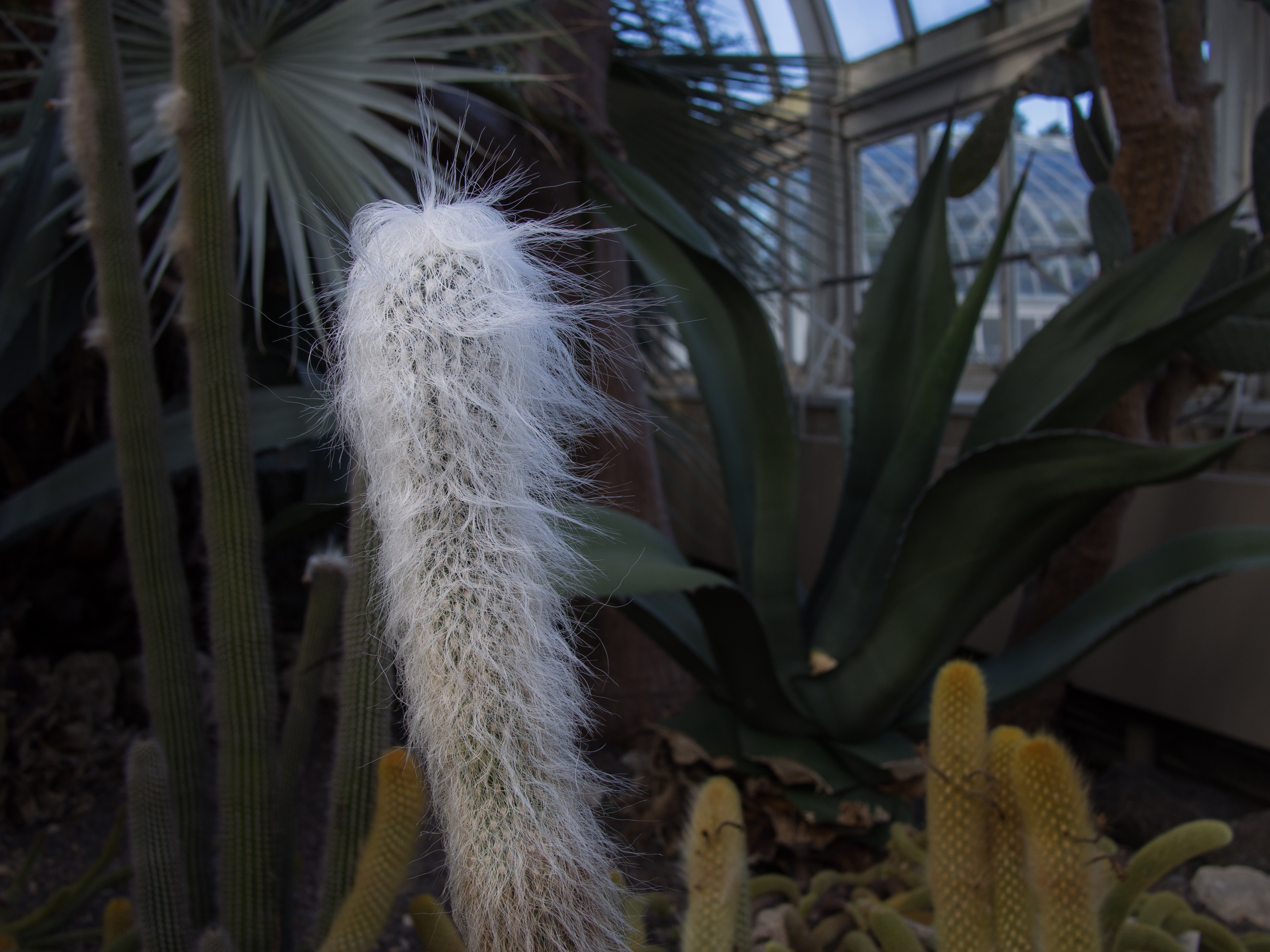 Cephalocereus senilis (70349)