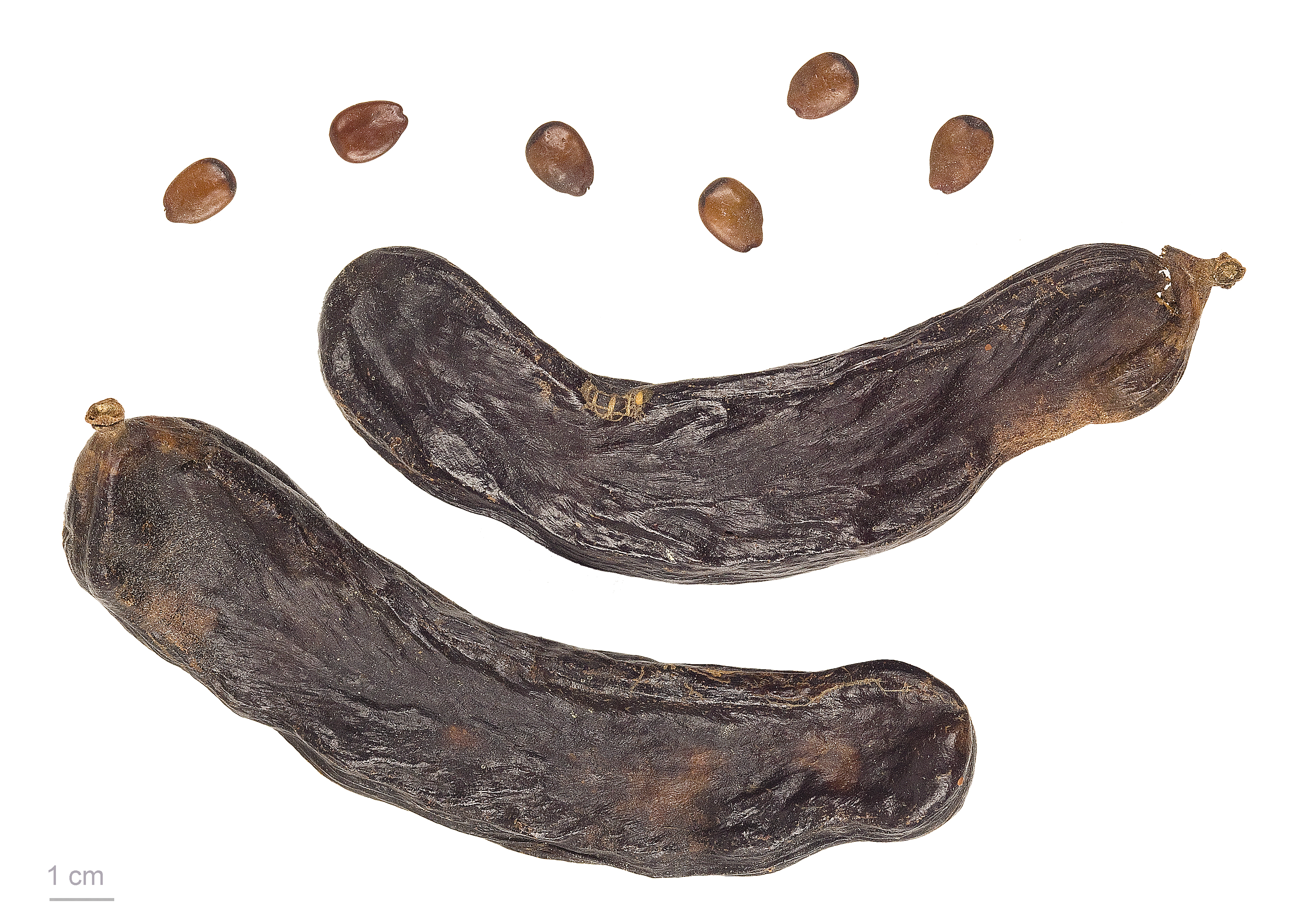 Ceratonia siliqua MHNT.BOT.2011.3.89
