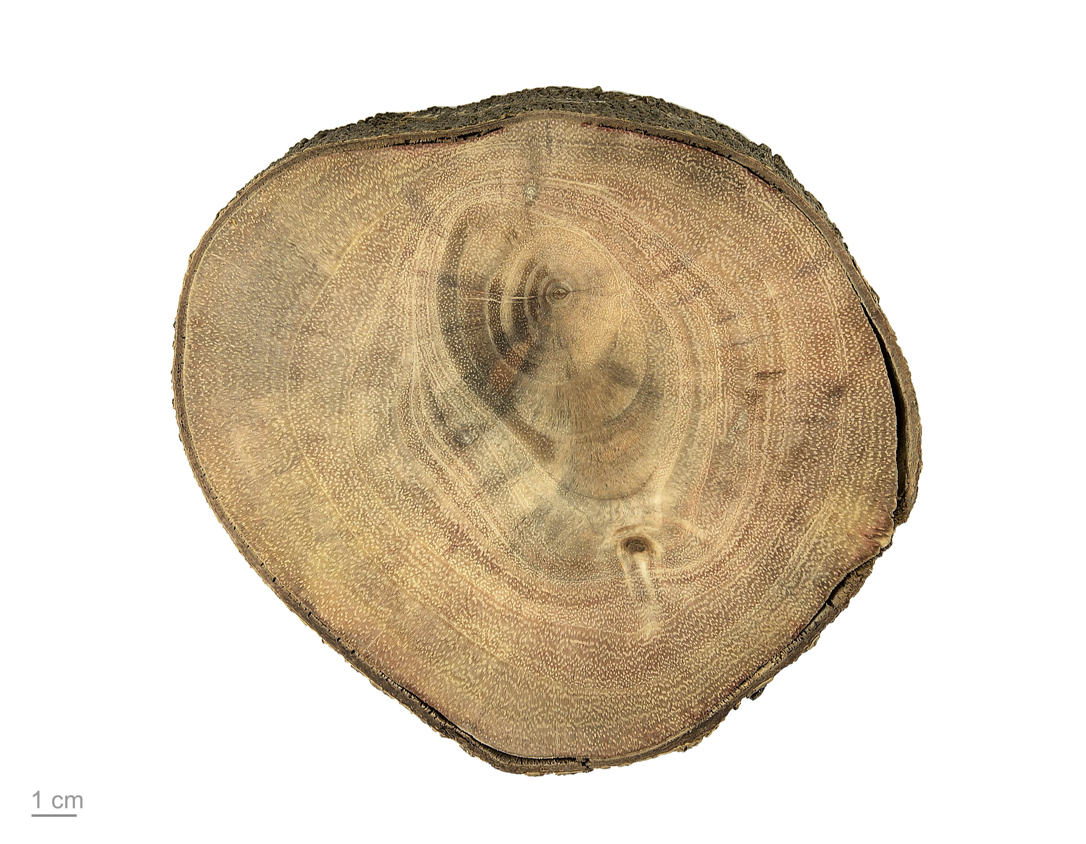 Ceratonia siliqua MHNT.BOT.2018.6.11