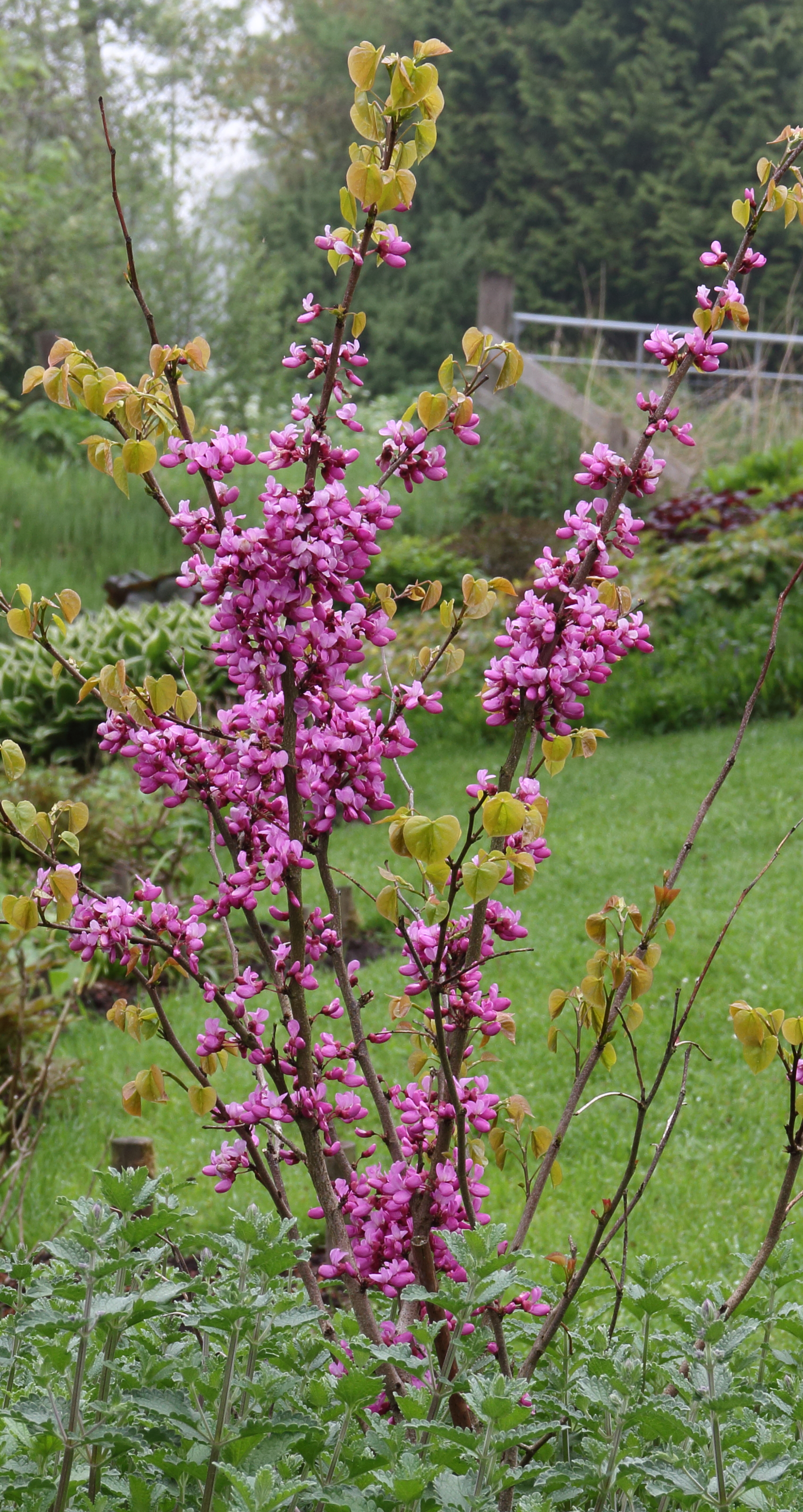 Cercis chinensis 'Avondale