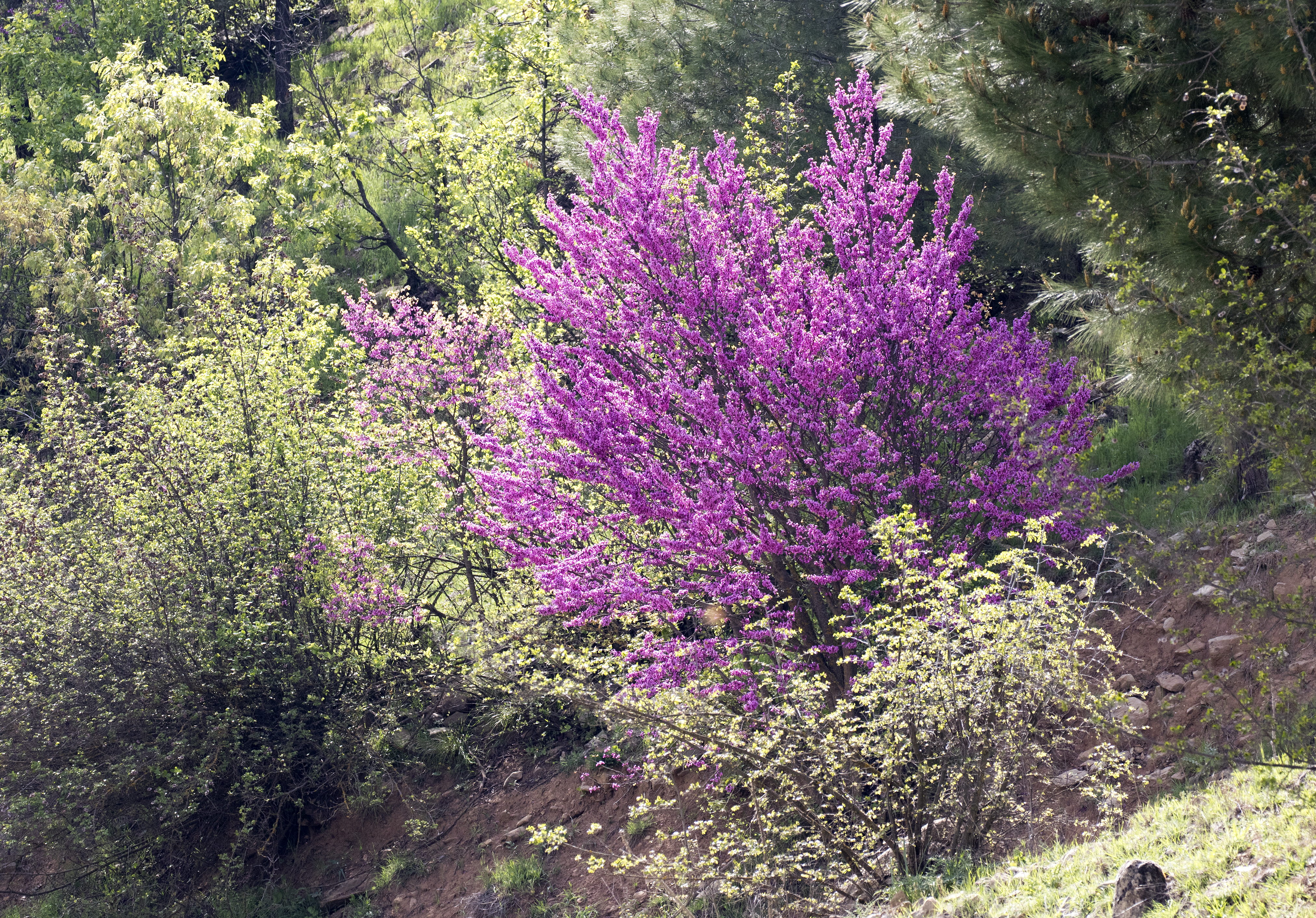 Cercis siliquastrum - Erguvan 05