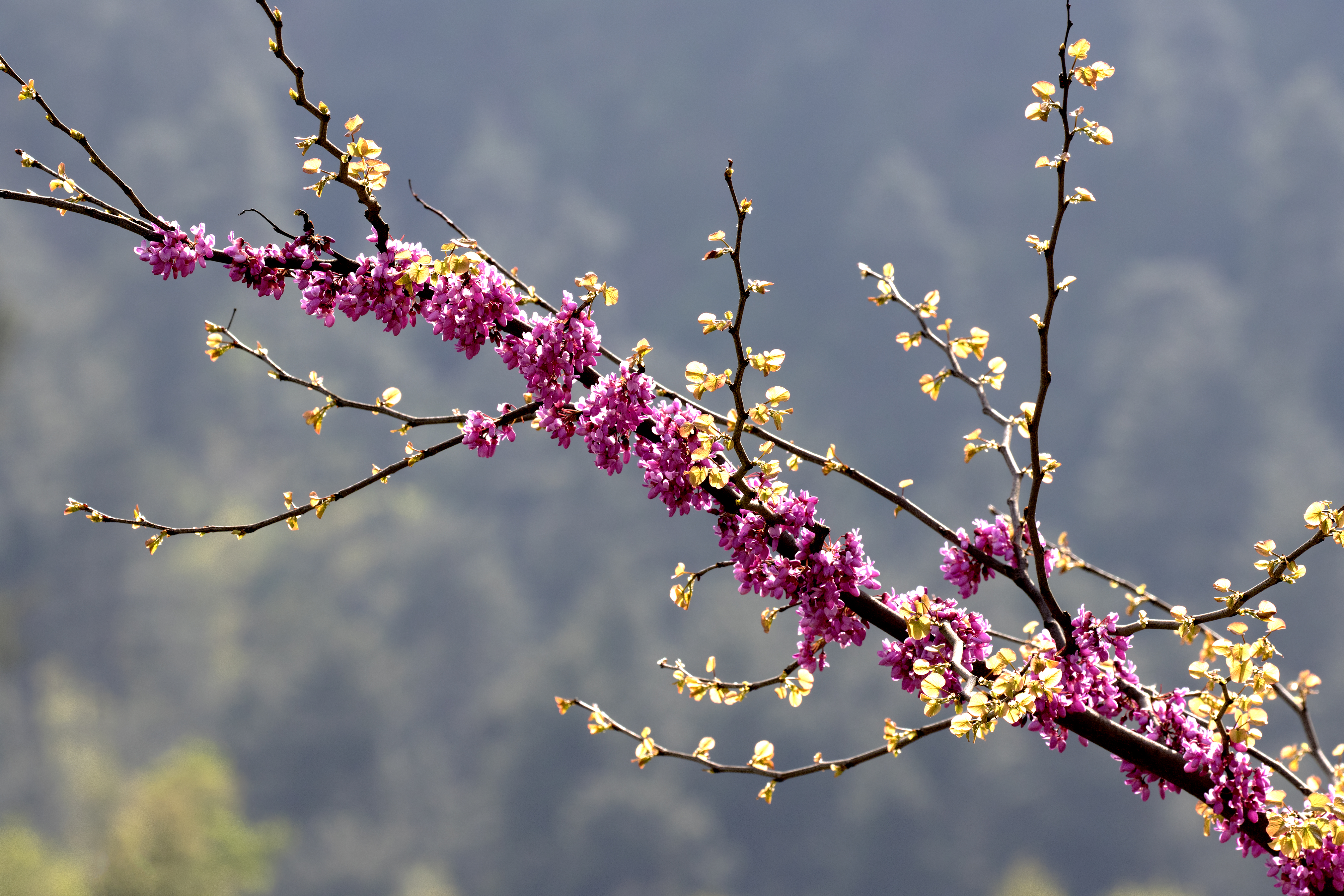 Cercis siliquastrum - Erguvan 07