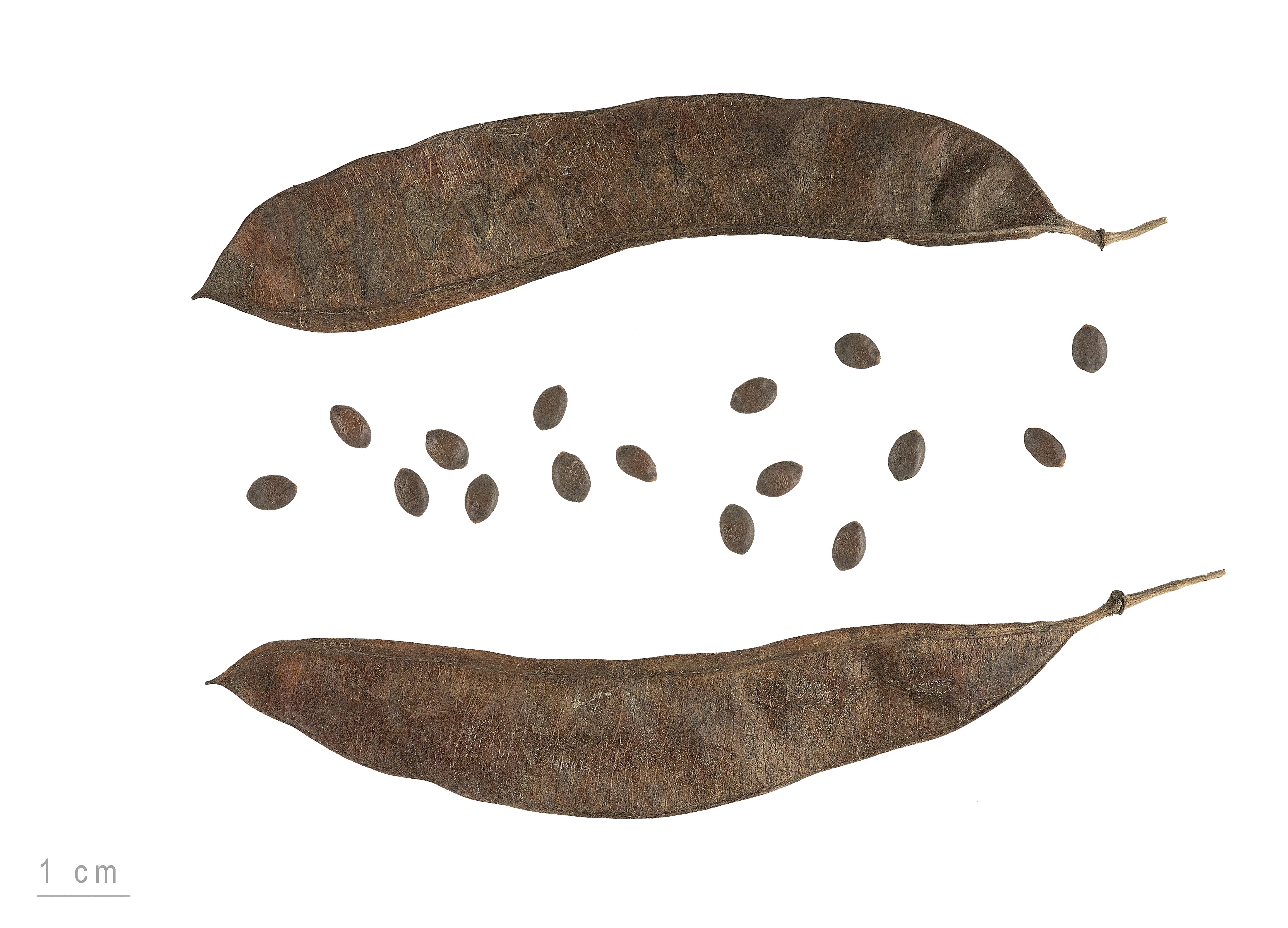 Cercis siliquastrum MHNT.BOT.2007.40.59