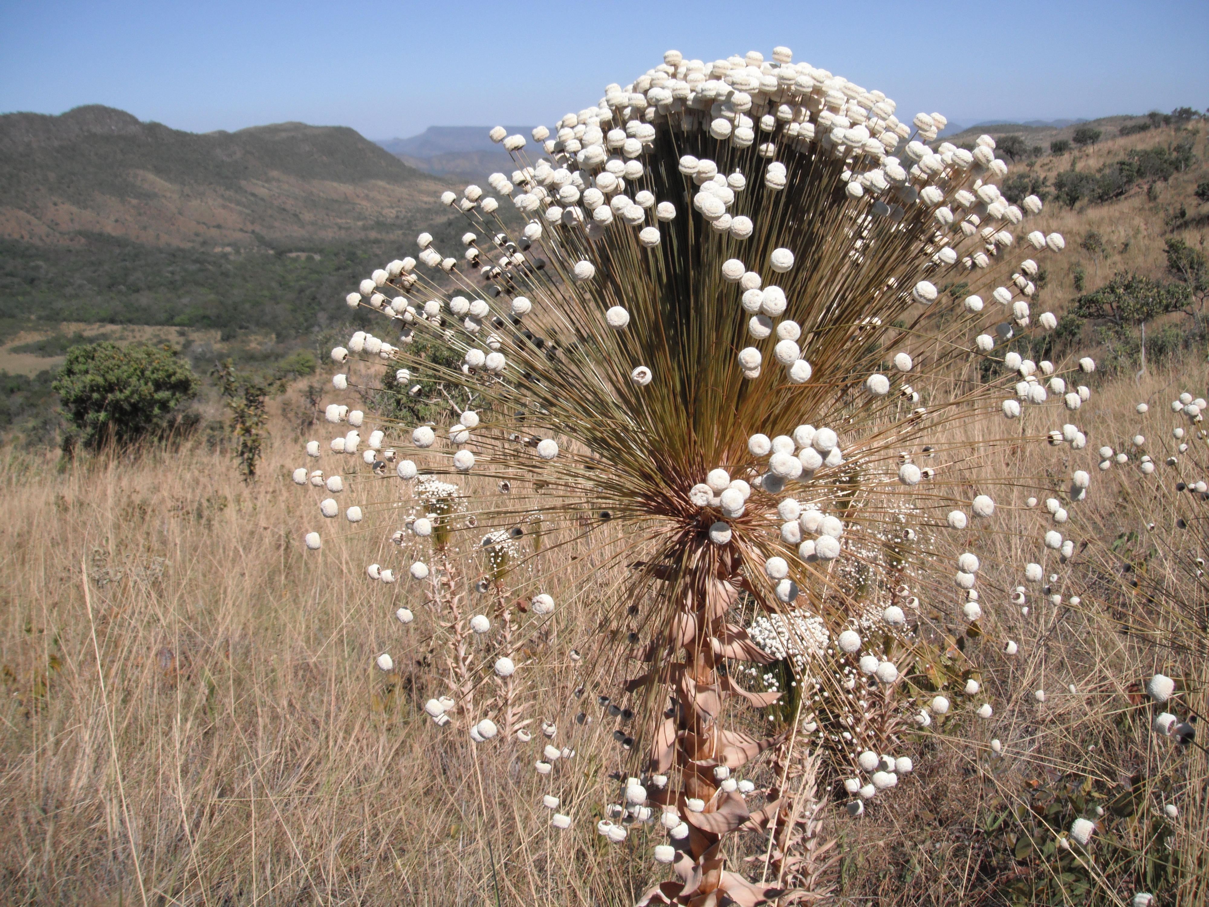 Cf Paepalanthus chiquitensis na Chapada dos Veadeiros - Goiás 4