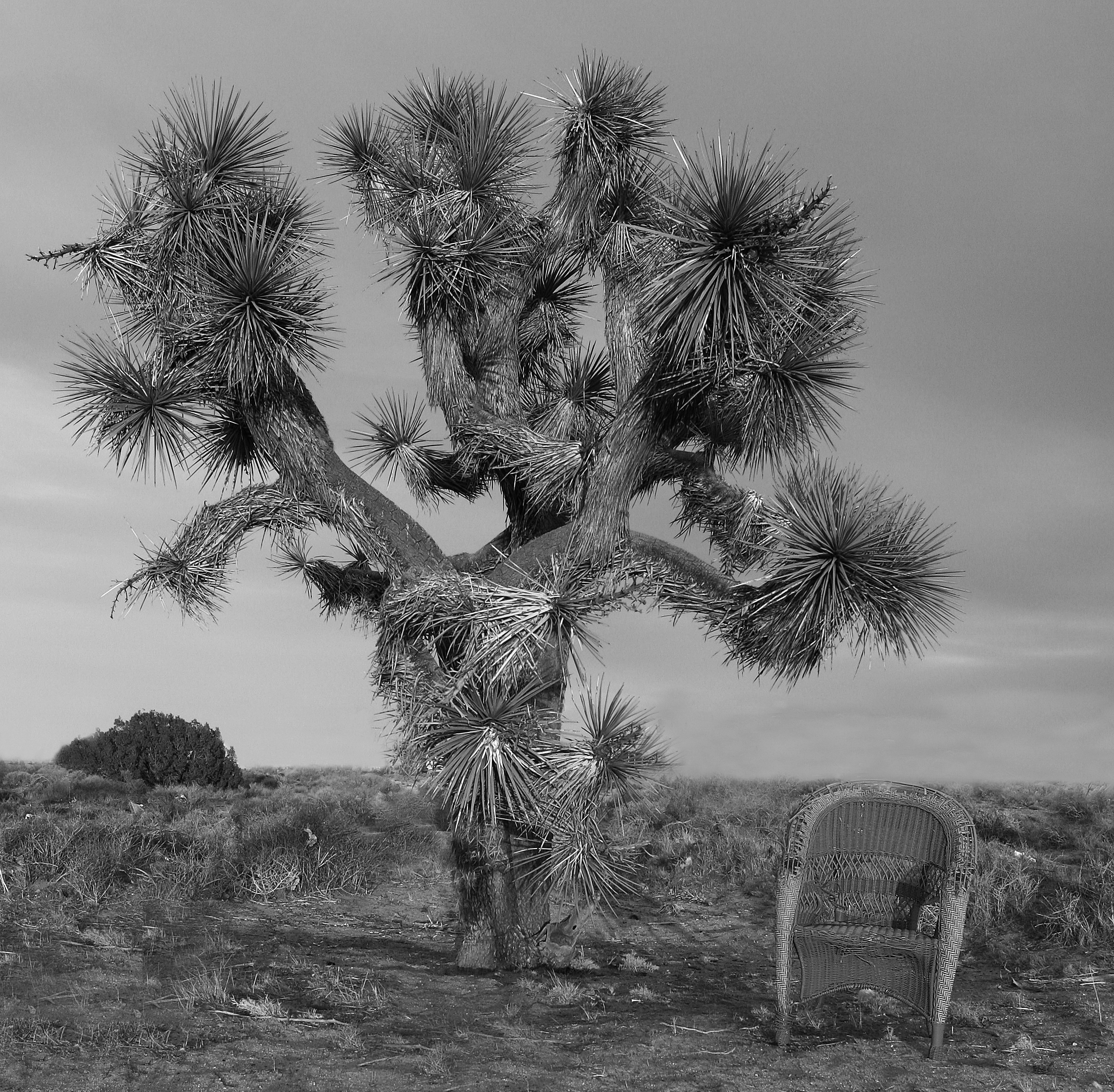 Chair and a Tree (8746191394)