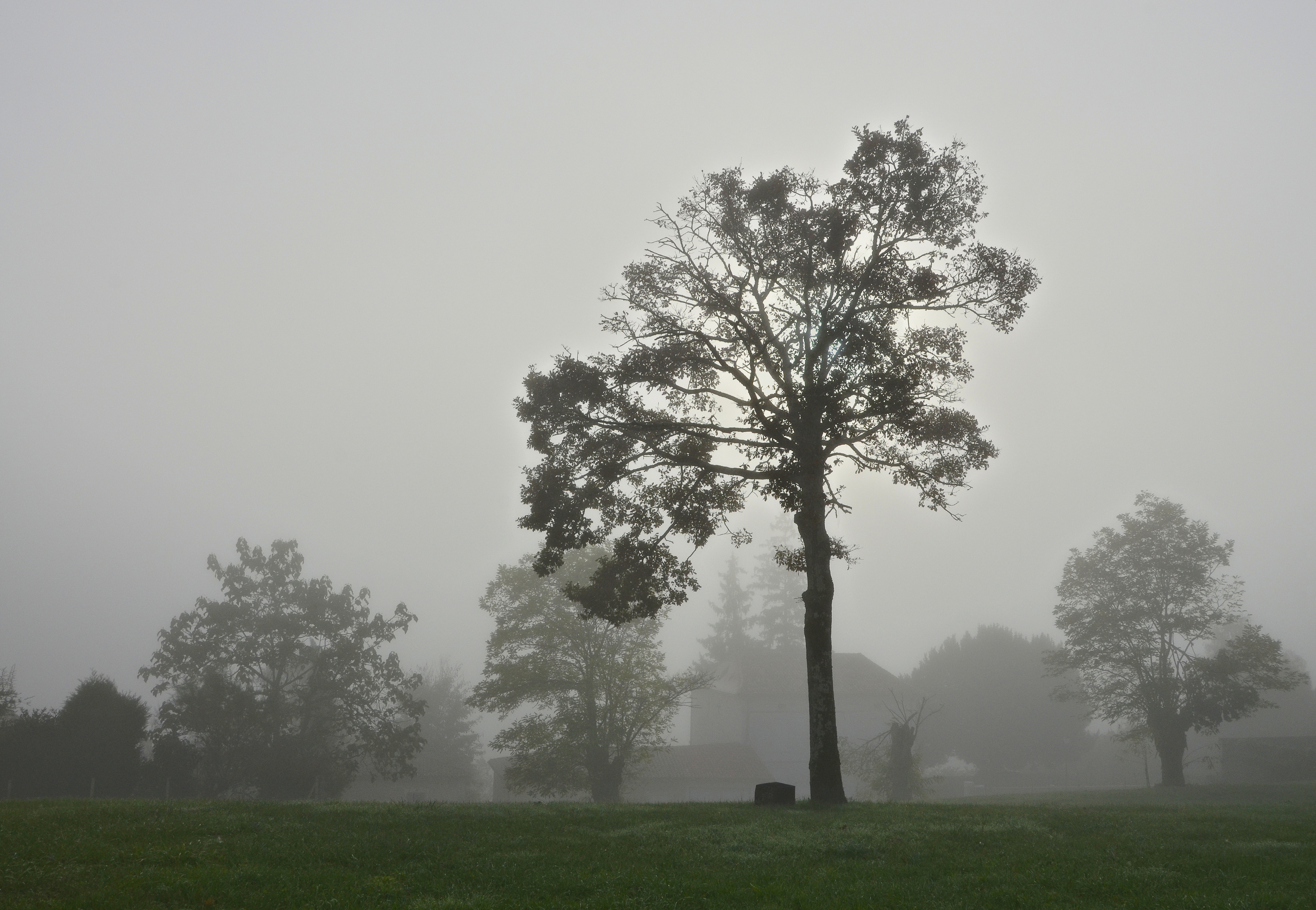 Chalais 16 Arbres&brume 2013