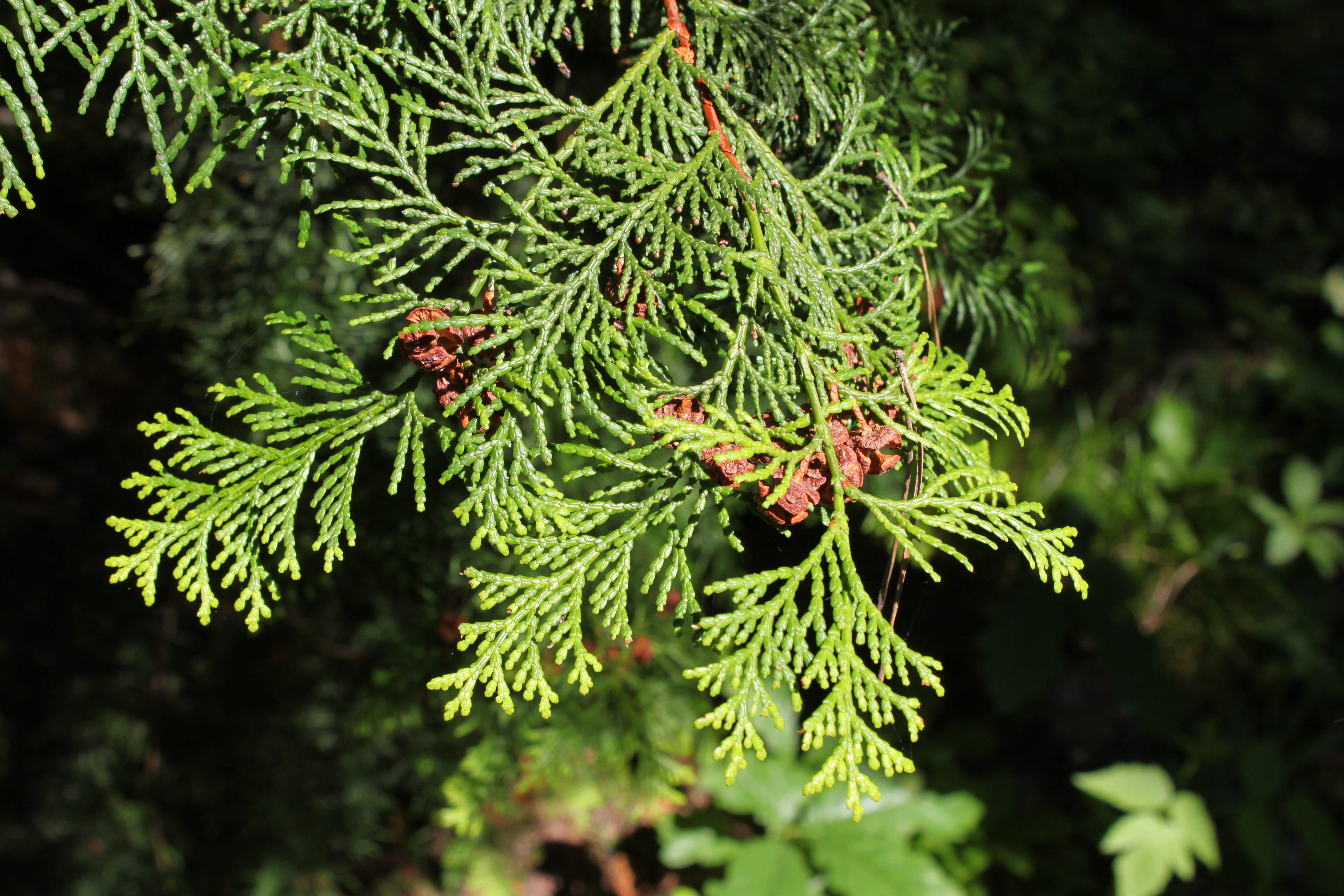 Chamaecyparis obtusa foliage Rogów