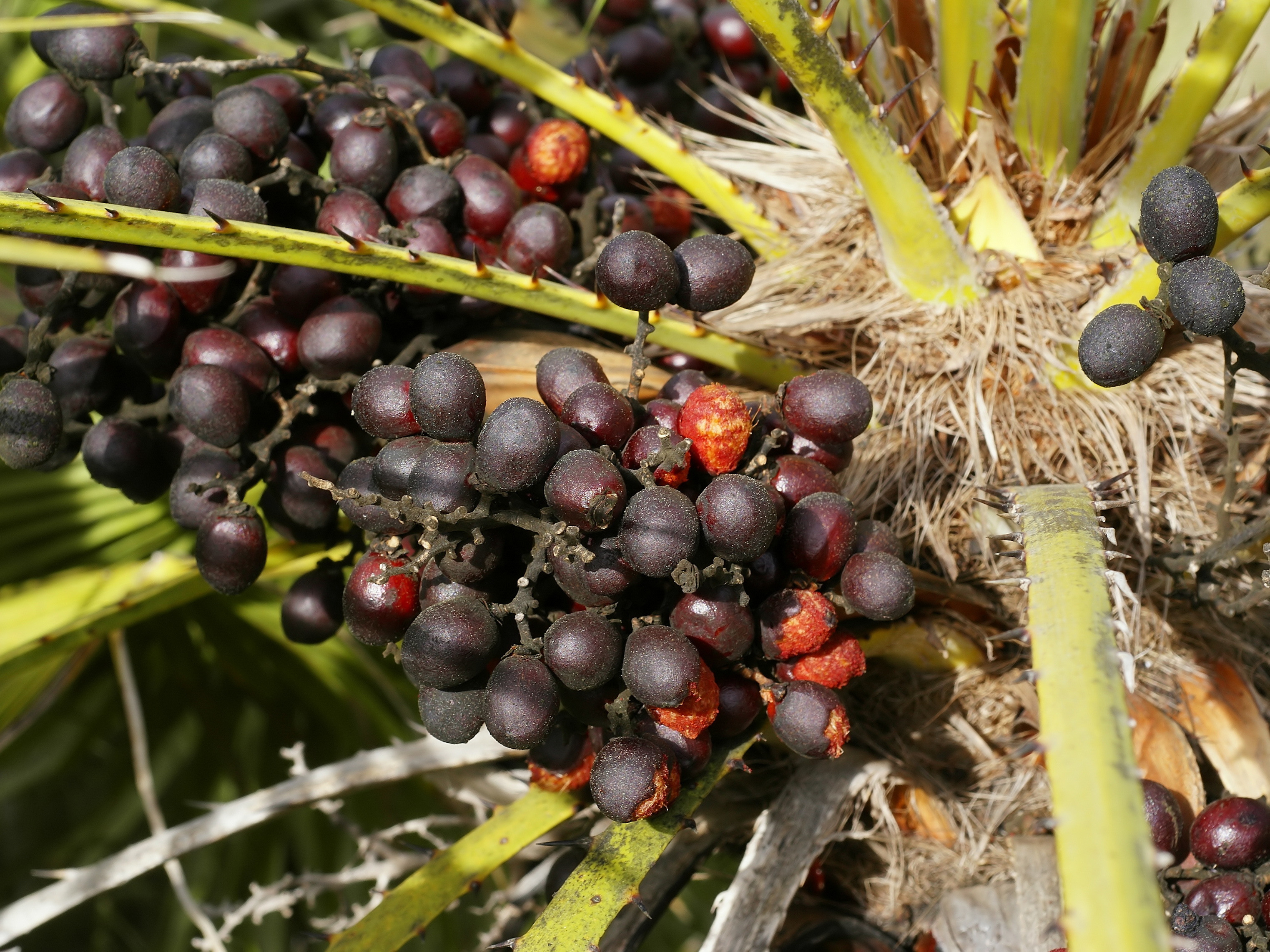 Chamaerops humilis (fruits)