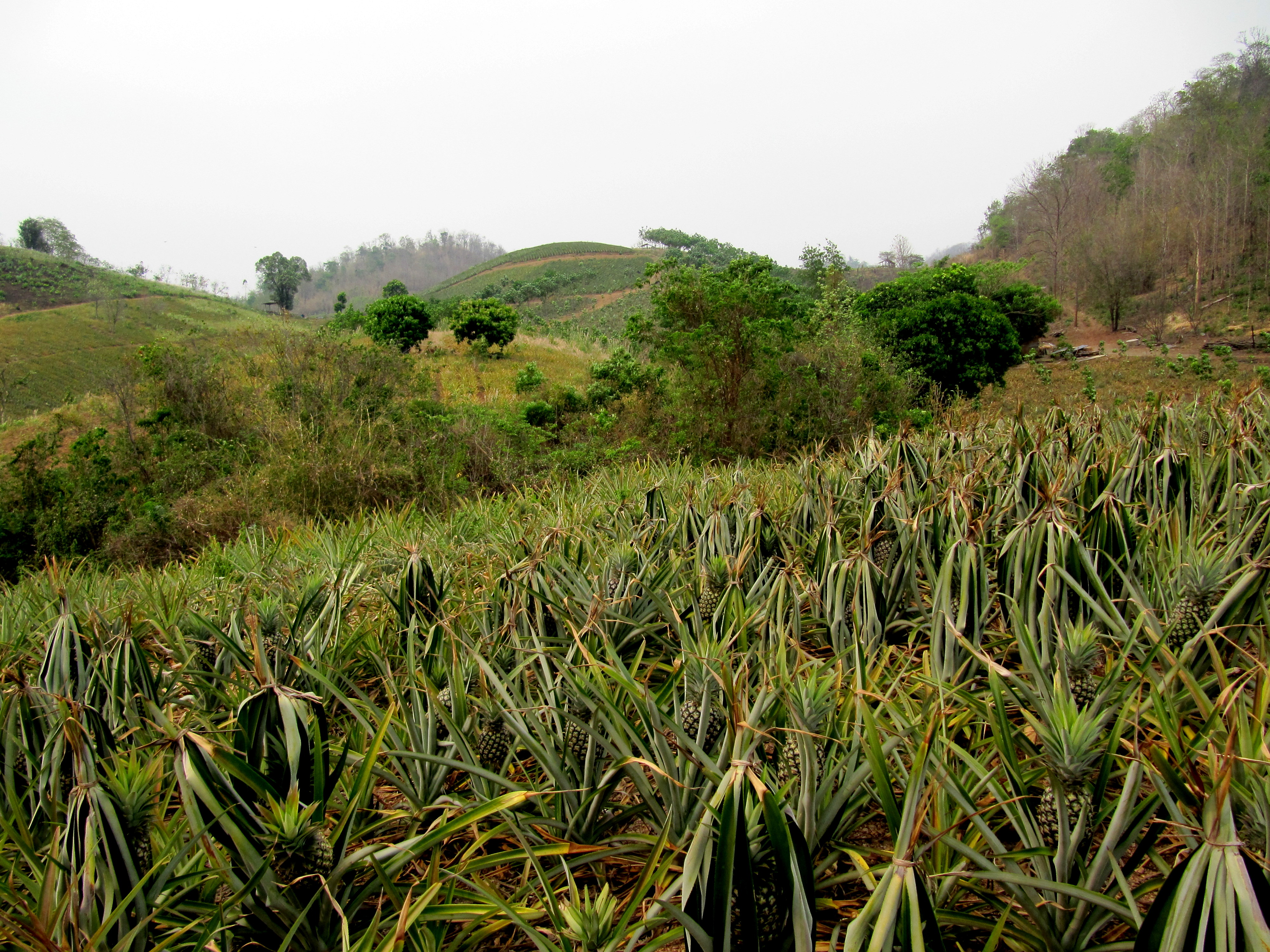 Champ d'ananas nord de la Thailande